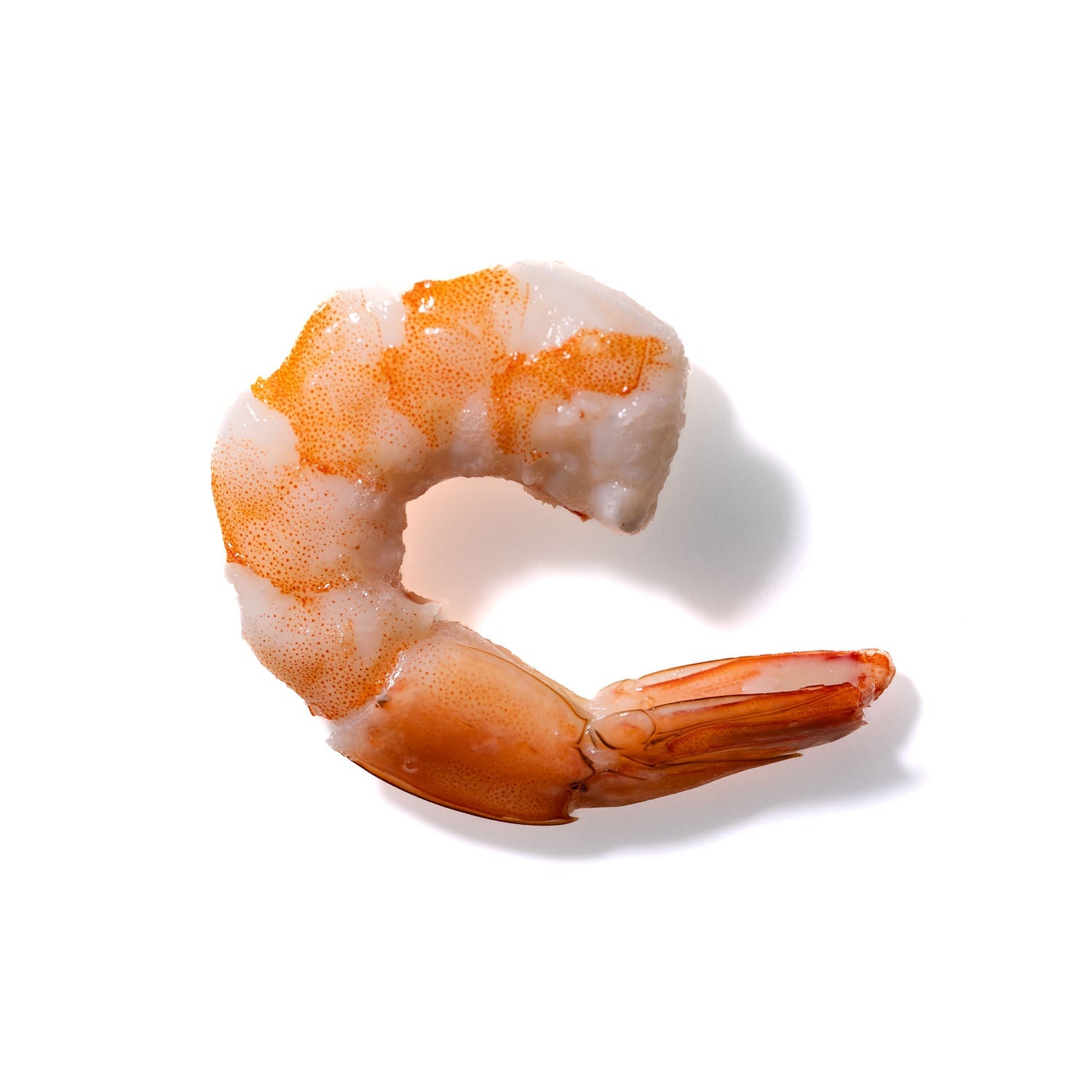 Shrimp No. 616