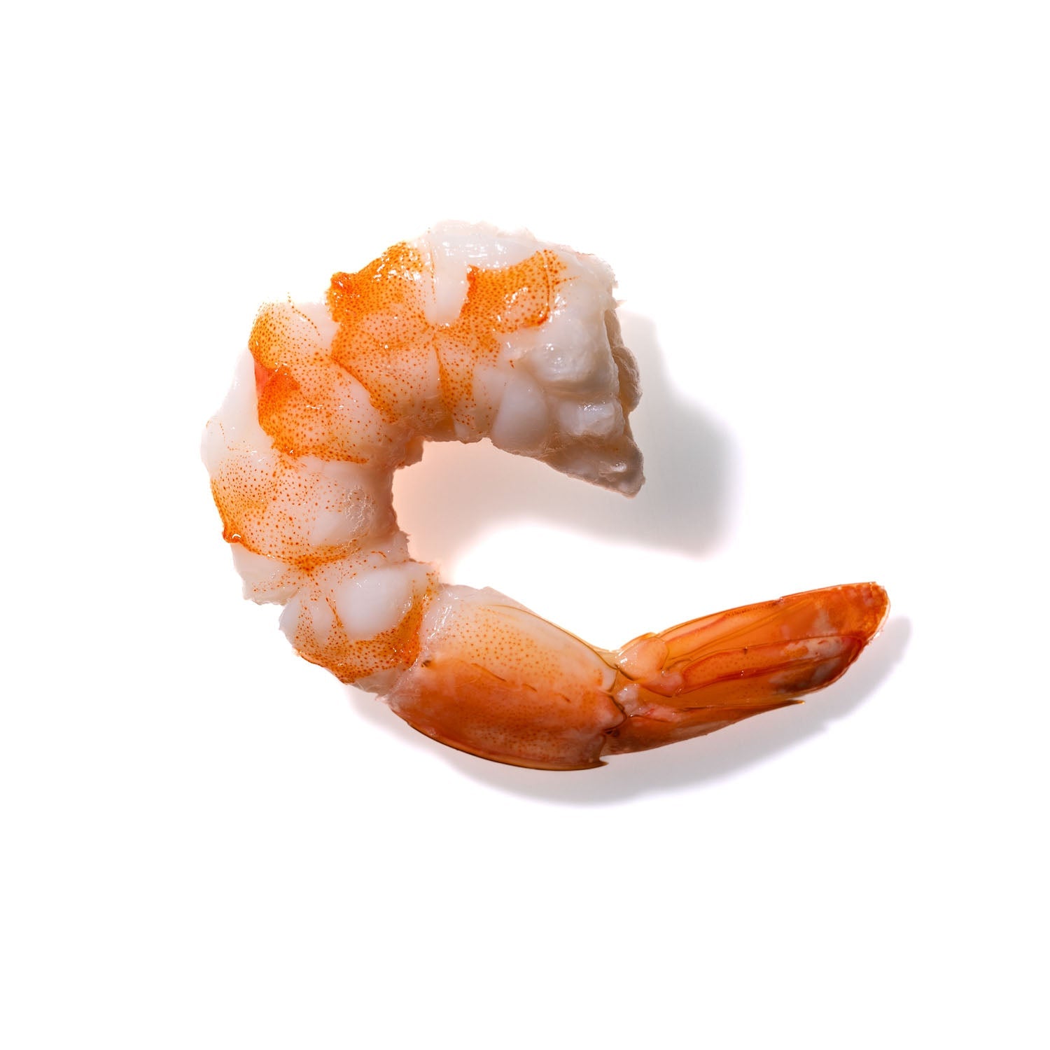 Shrimp No. 619