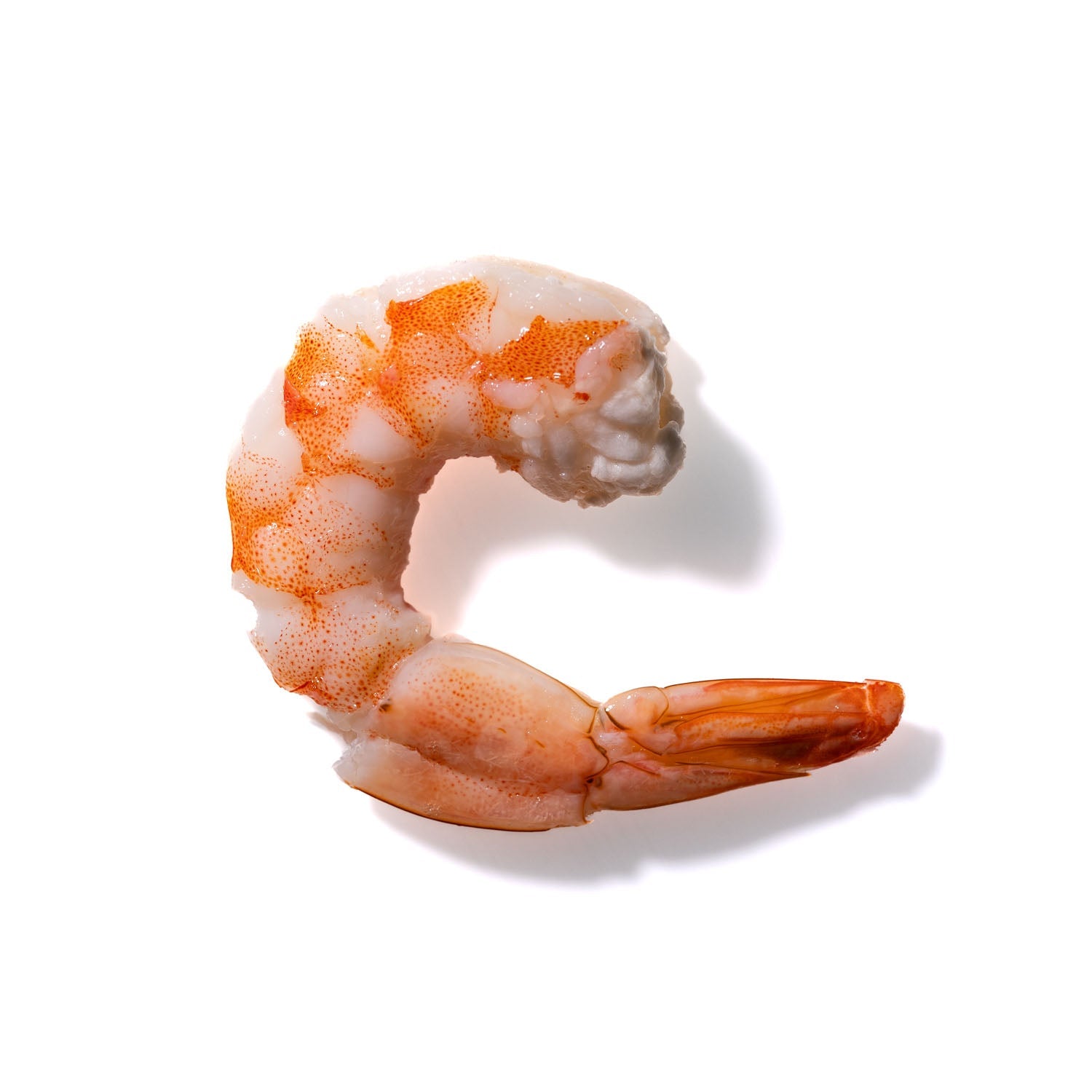 Shrimp No. 626