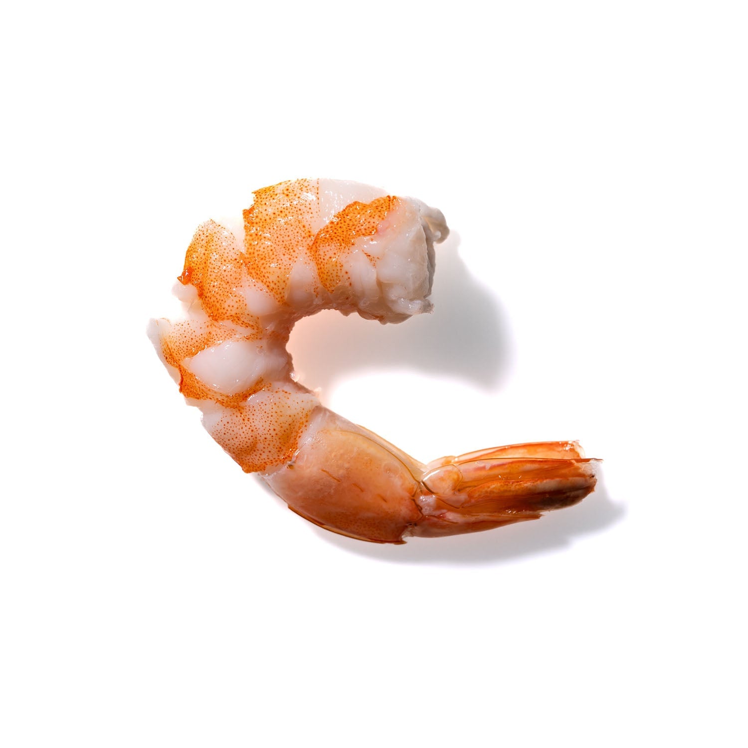 Shrimp No. 635