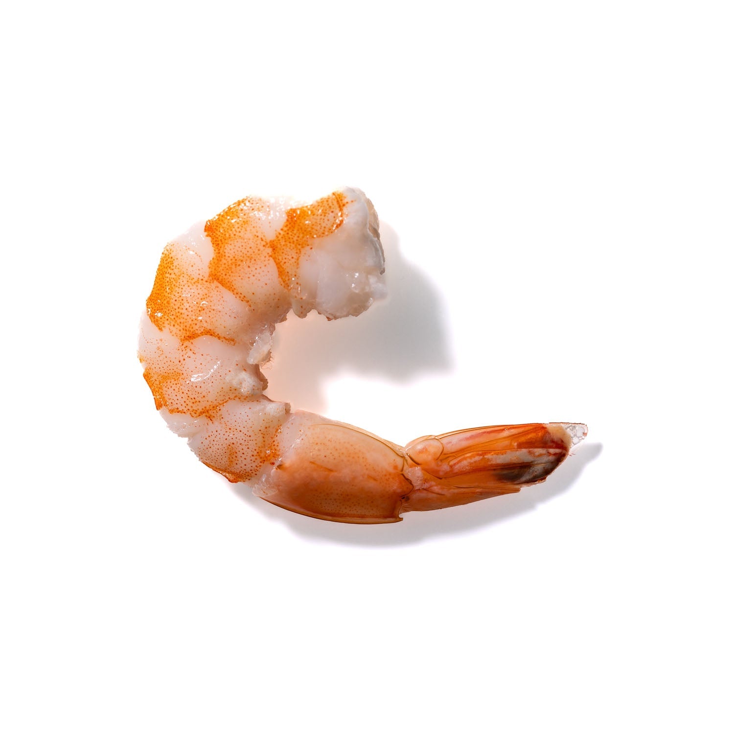 Shrimp No. 637