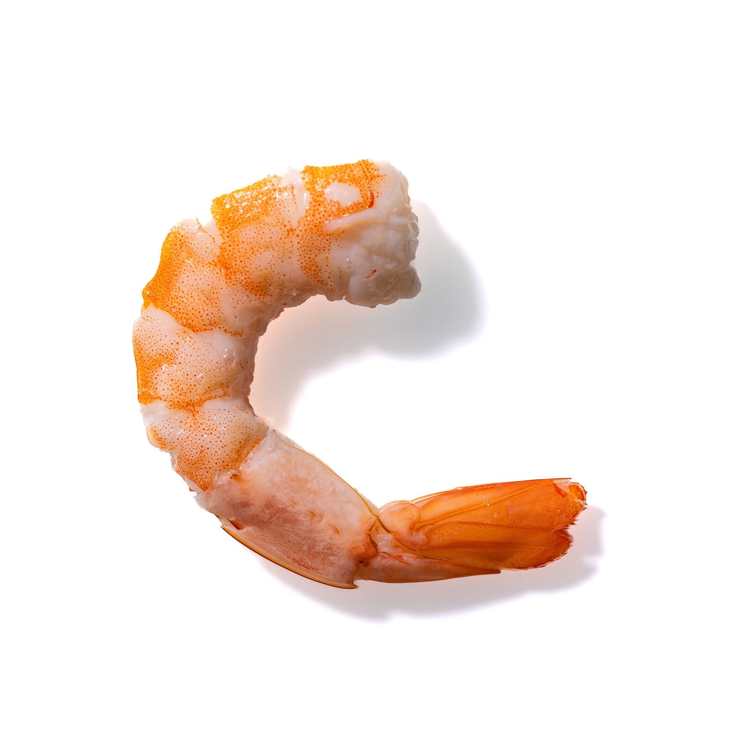 Shrimp No. 641