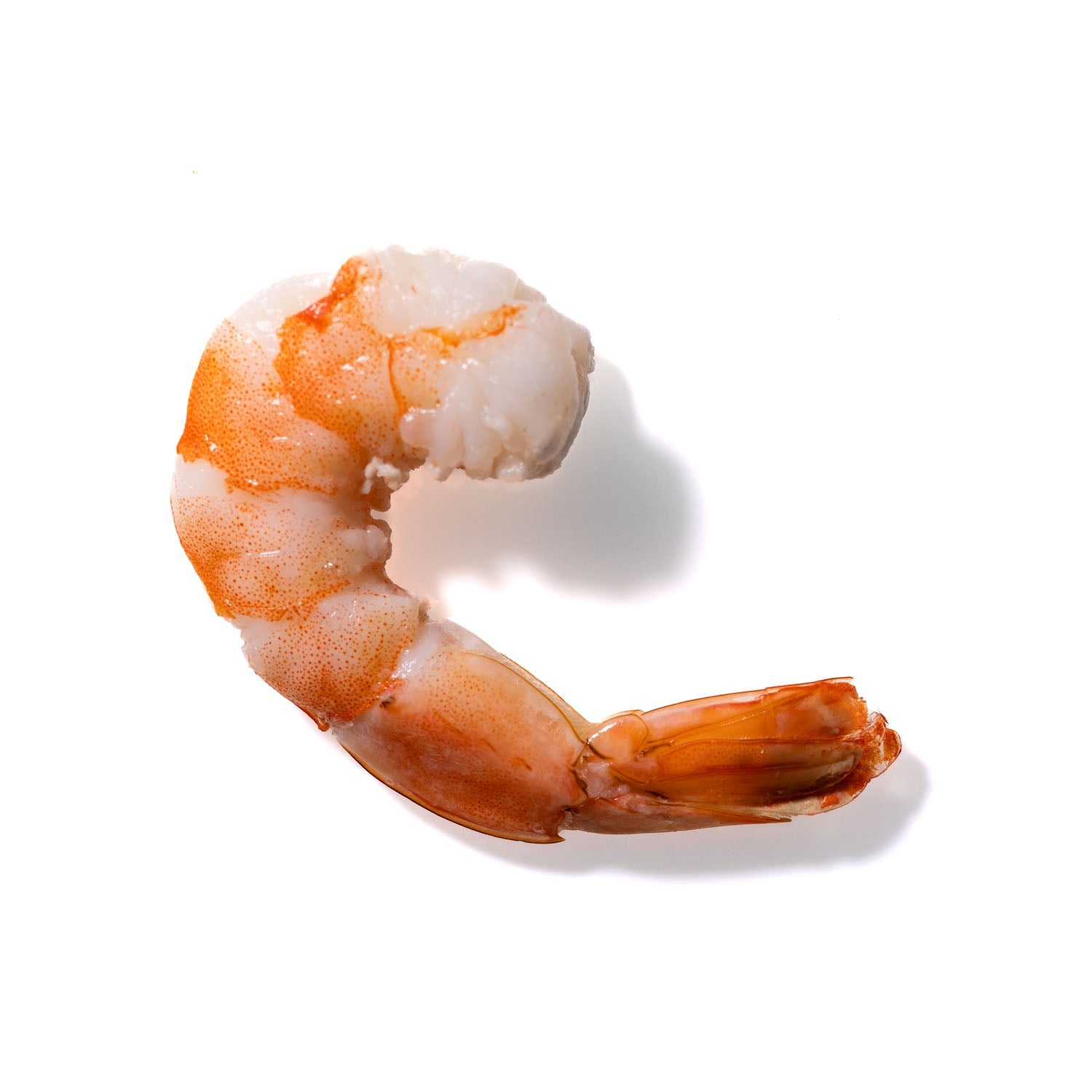 Shrimp No. 645