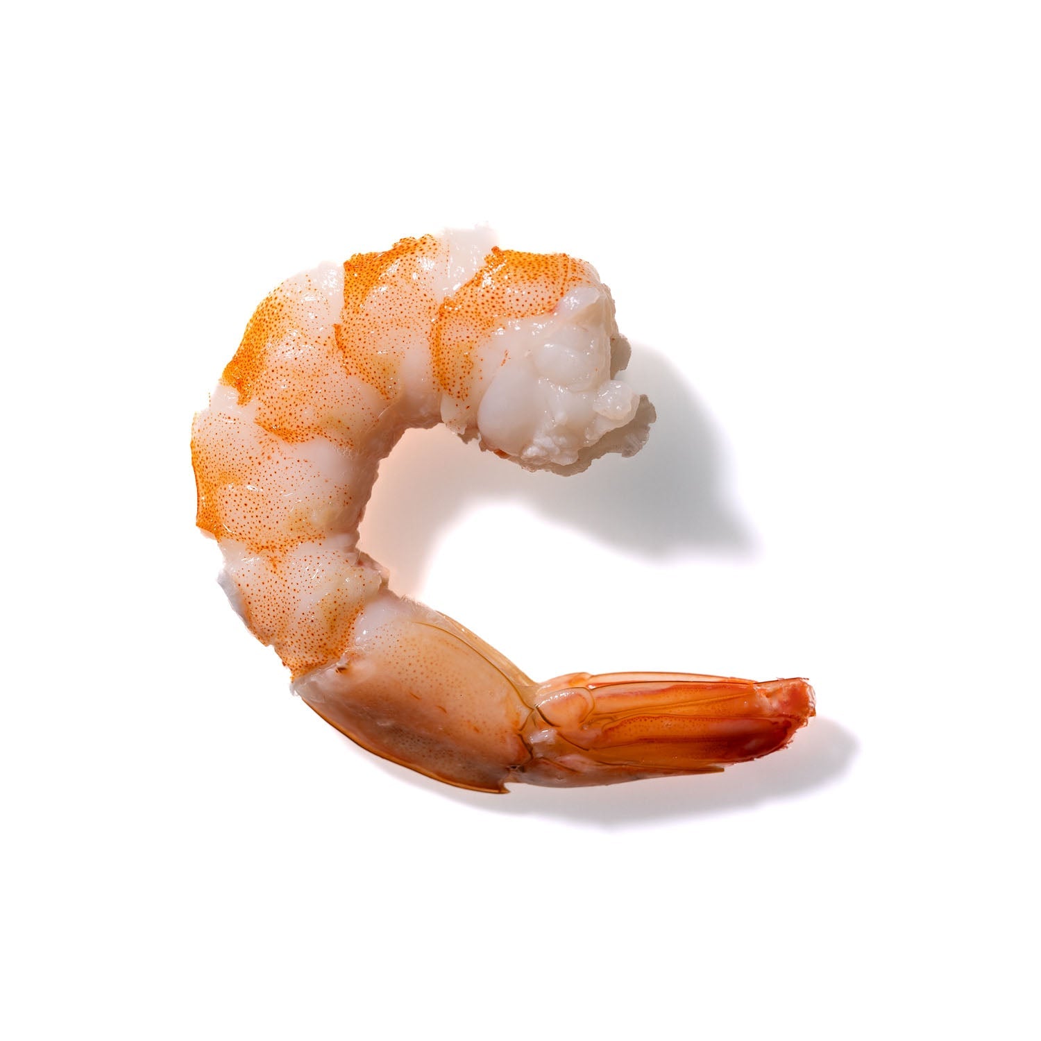 Shrimp No. 646