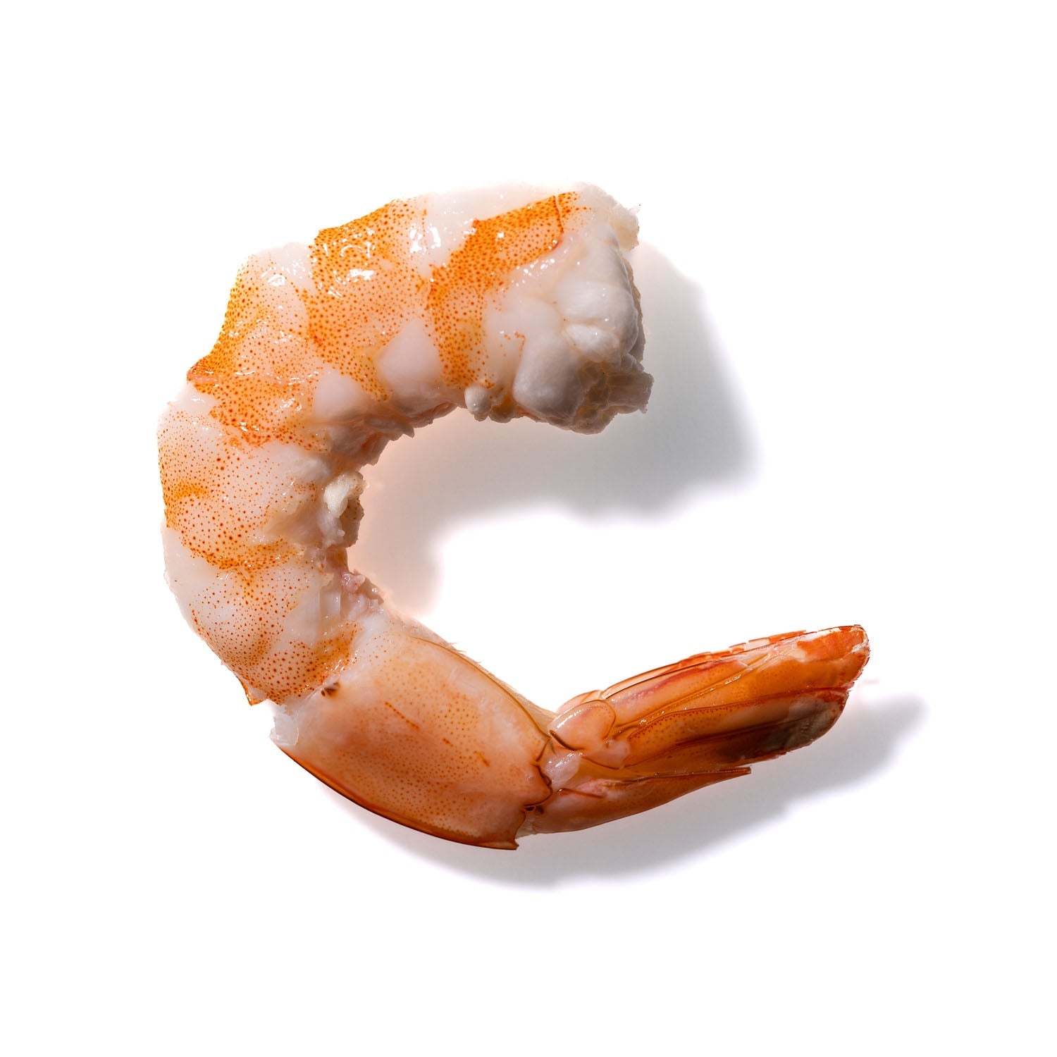 Shrimp No. 647