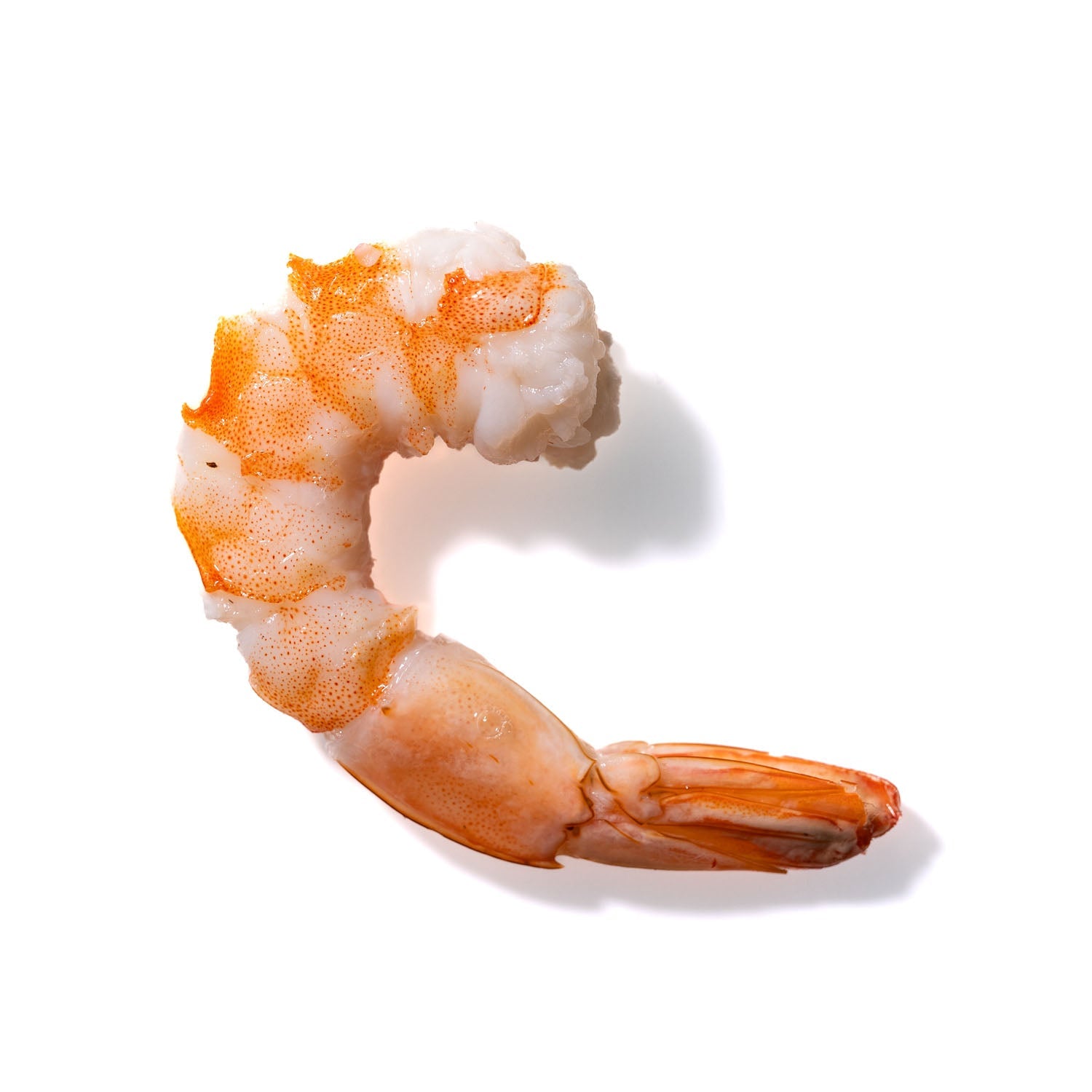 Shrimp No. 648