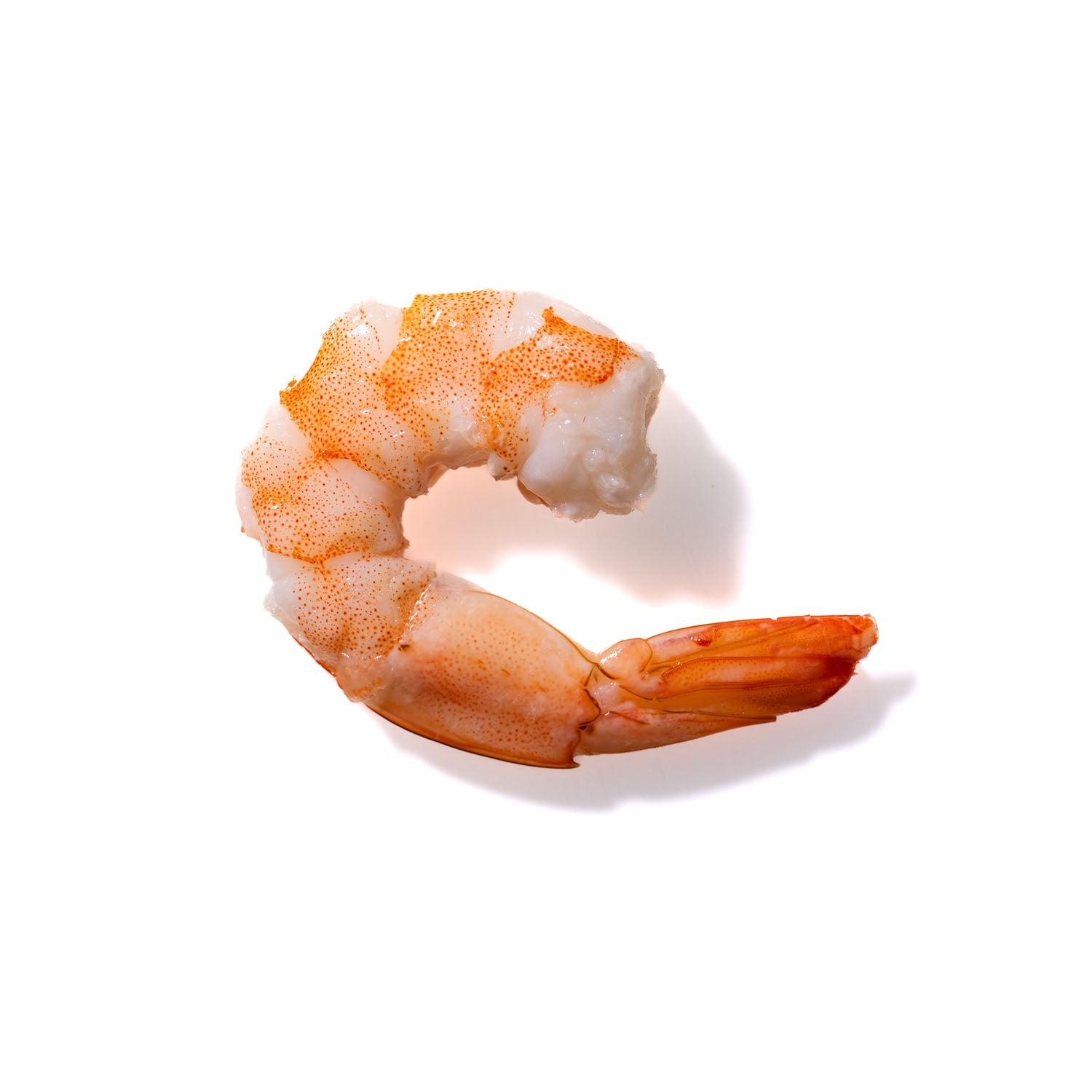 Shrimp No. 676