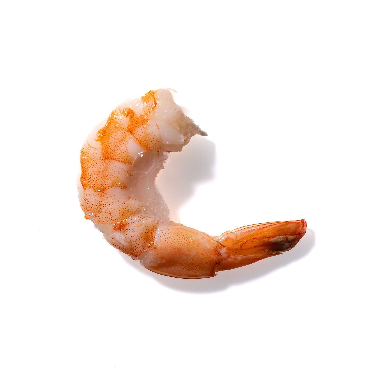 Shrimp No. 682