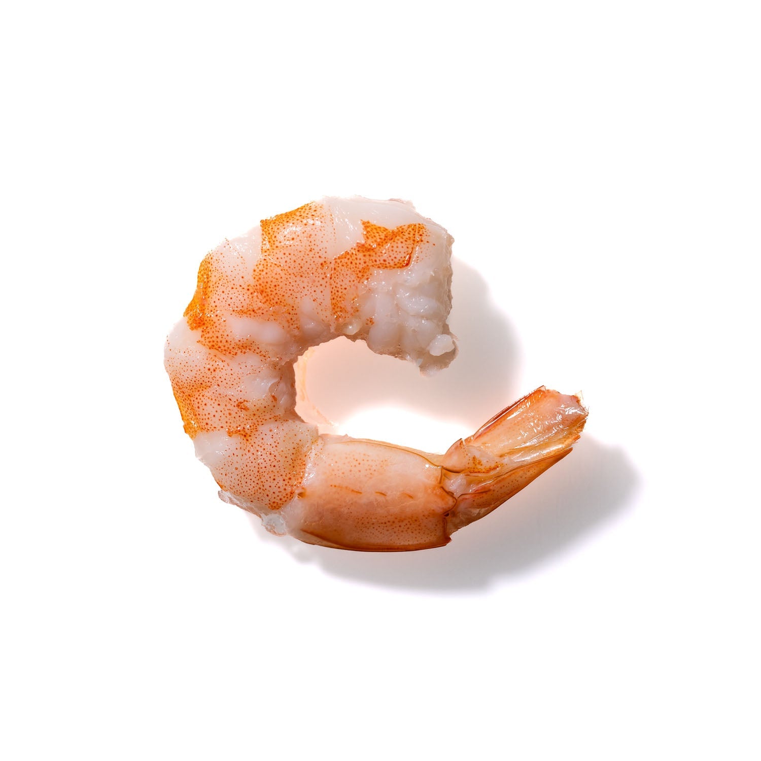 Shrimp No. 690