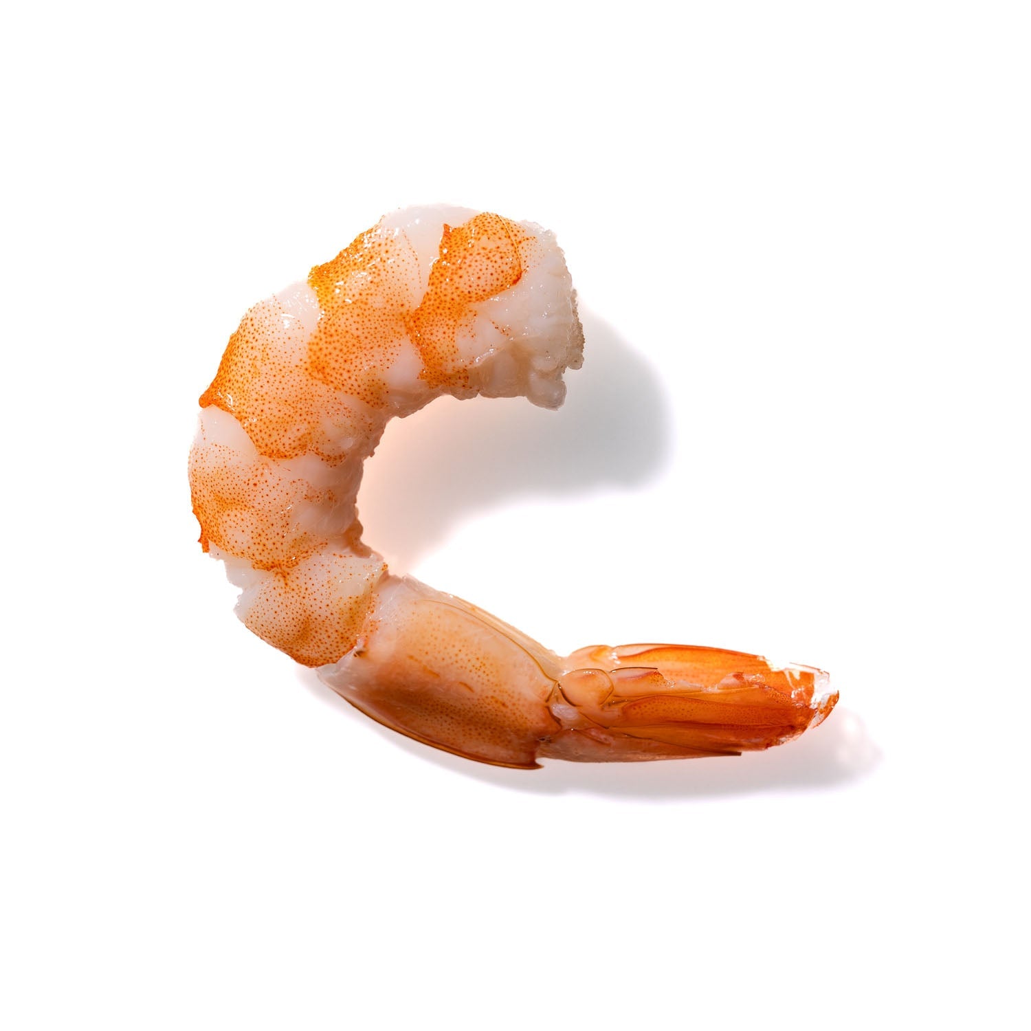 Shrimp No. 692