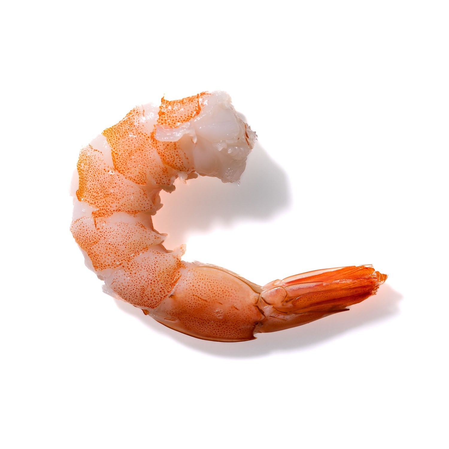 Shrimp No. 694