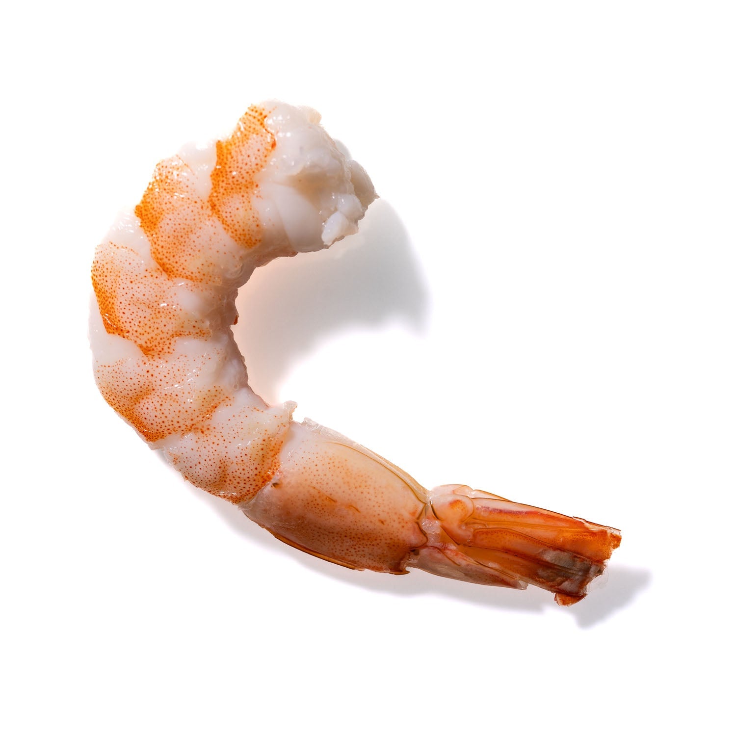 Shrimp No. 697