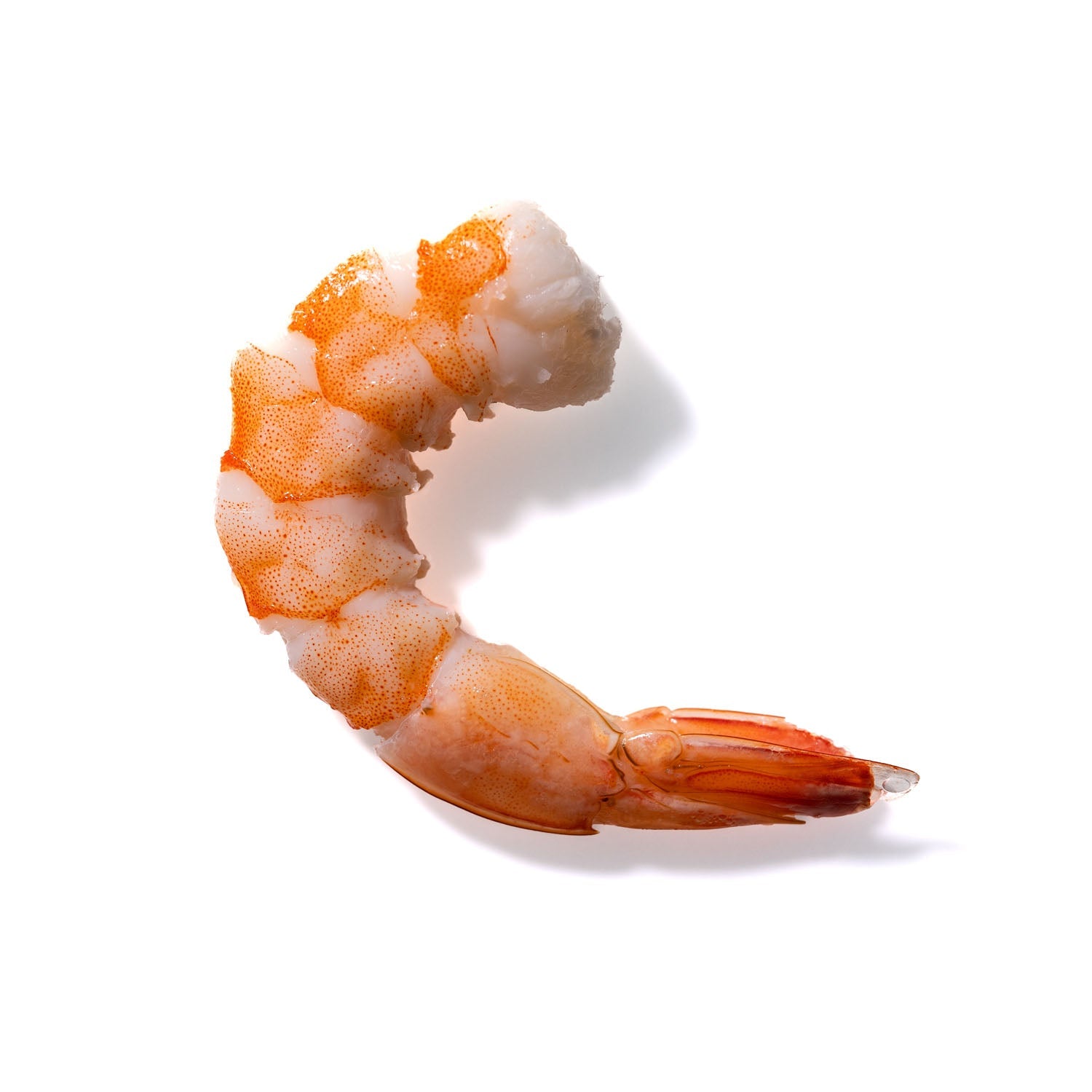 Shrimp No. 698