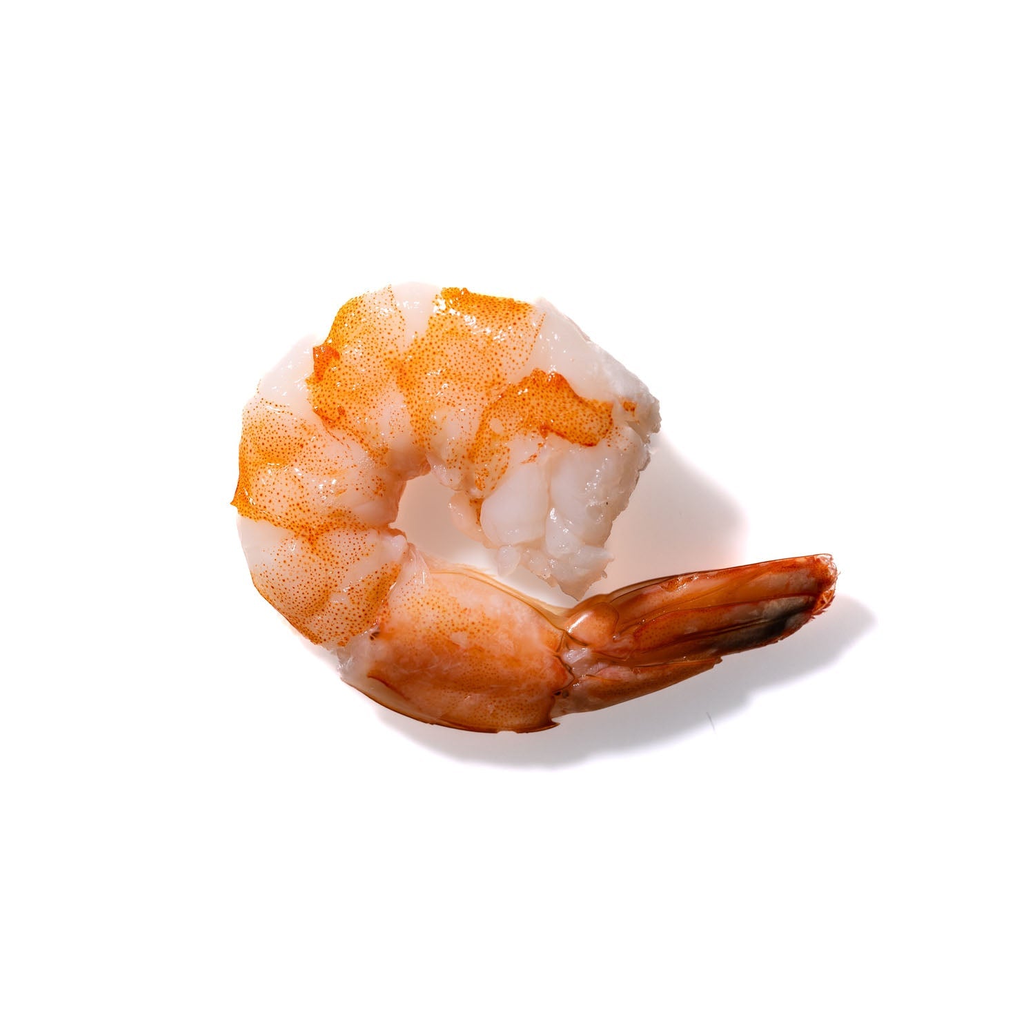 Shrimp No. 699