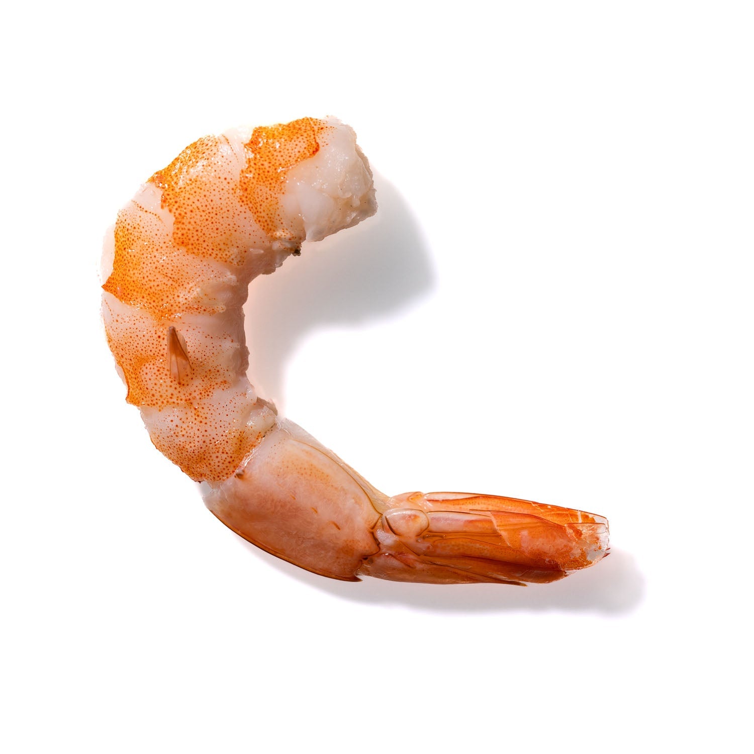 Shrimp No. 703