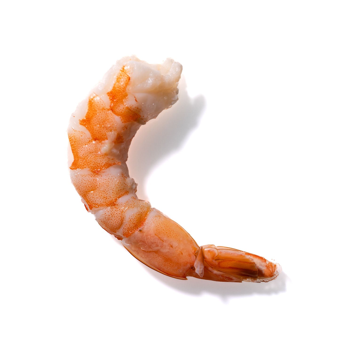 Shrimp No. 704