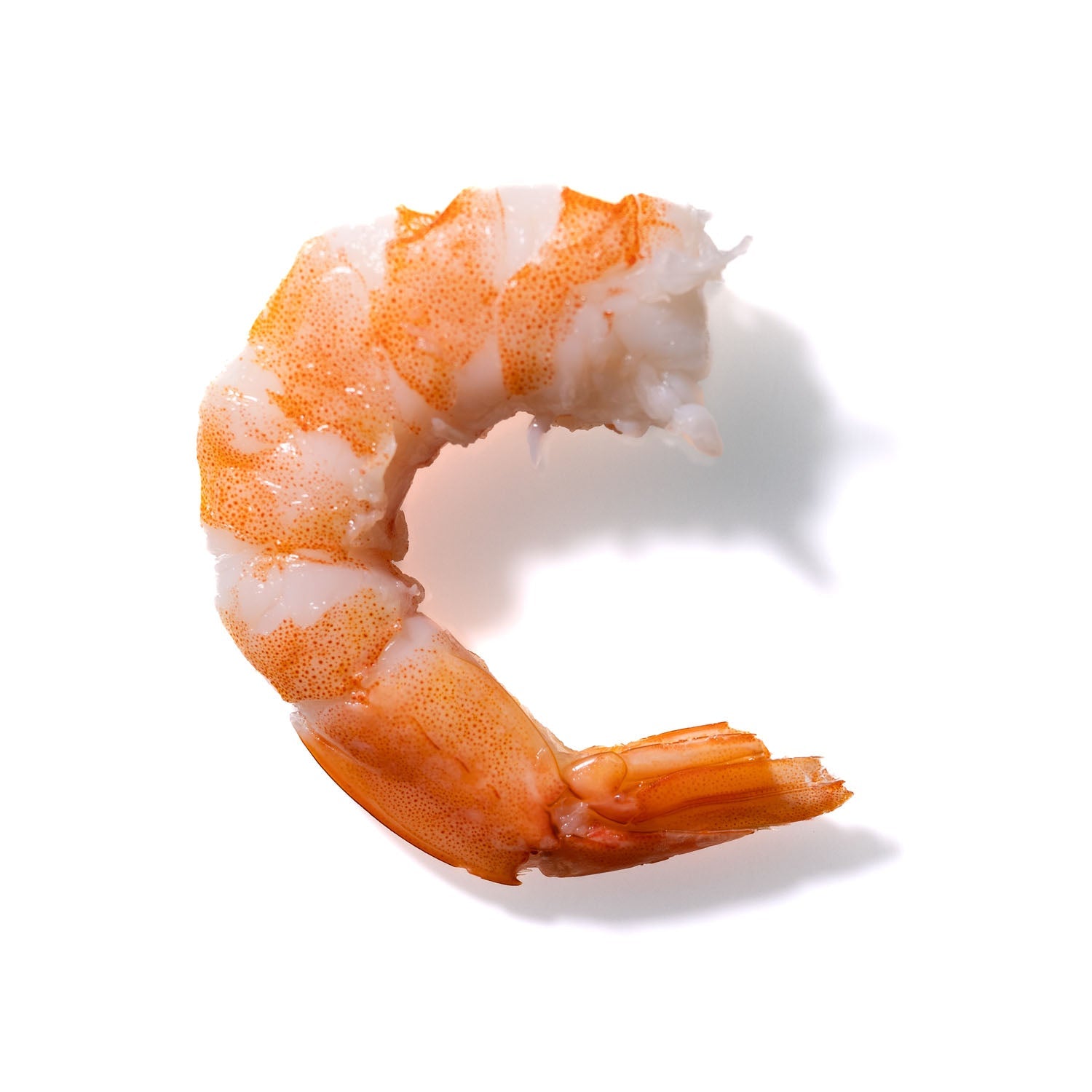 Shrimp No. 705