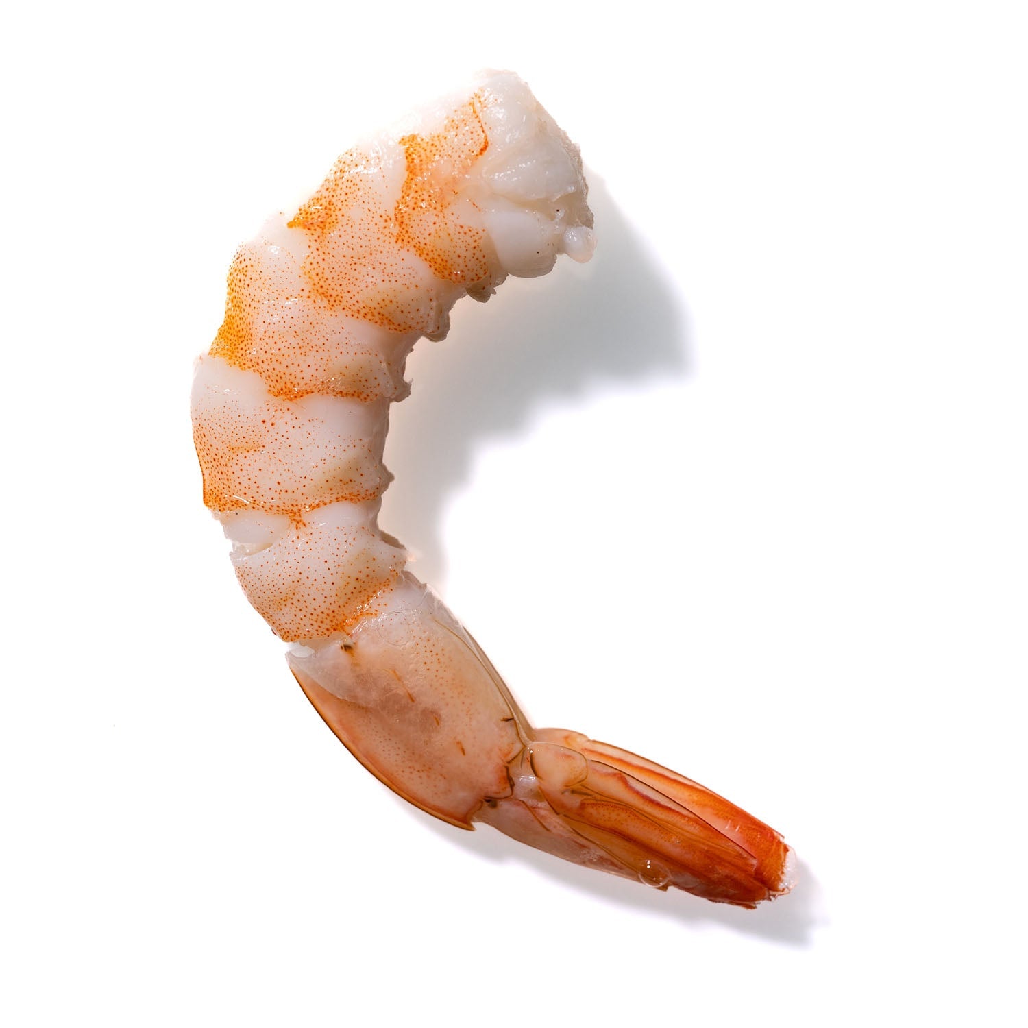 Shrimp No. 712