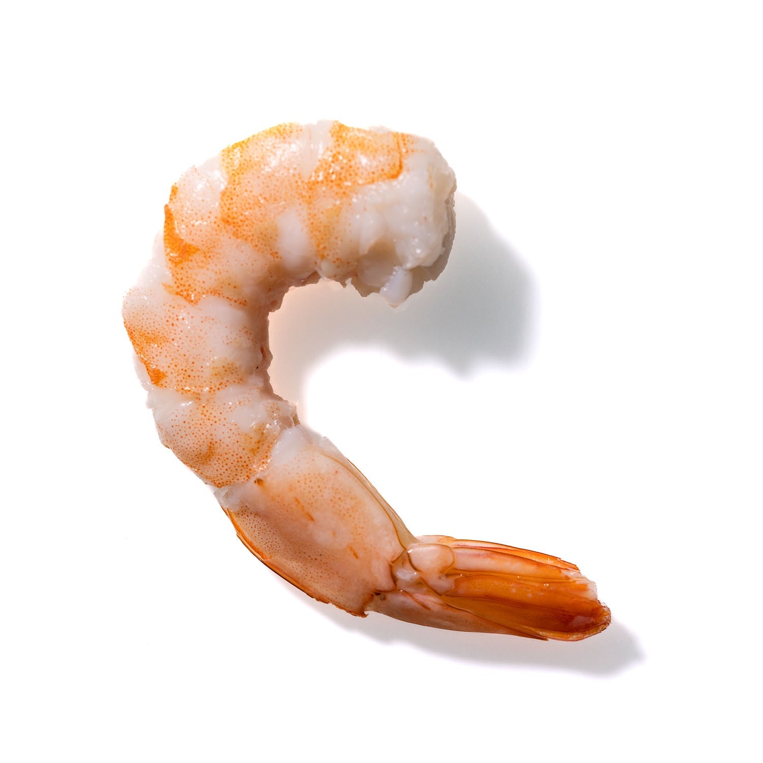 Shrimp No. 713