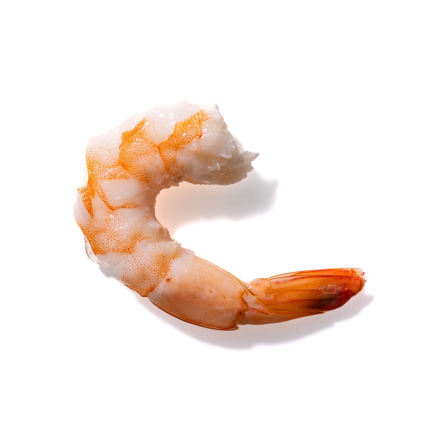 Shrimp No. 715