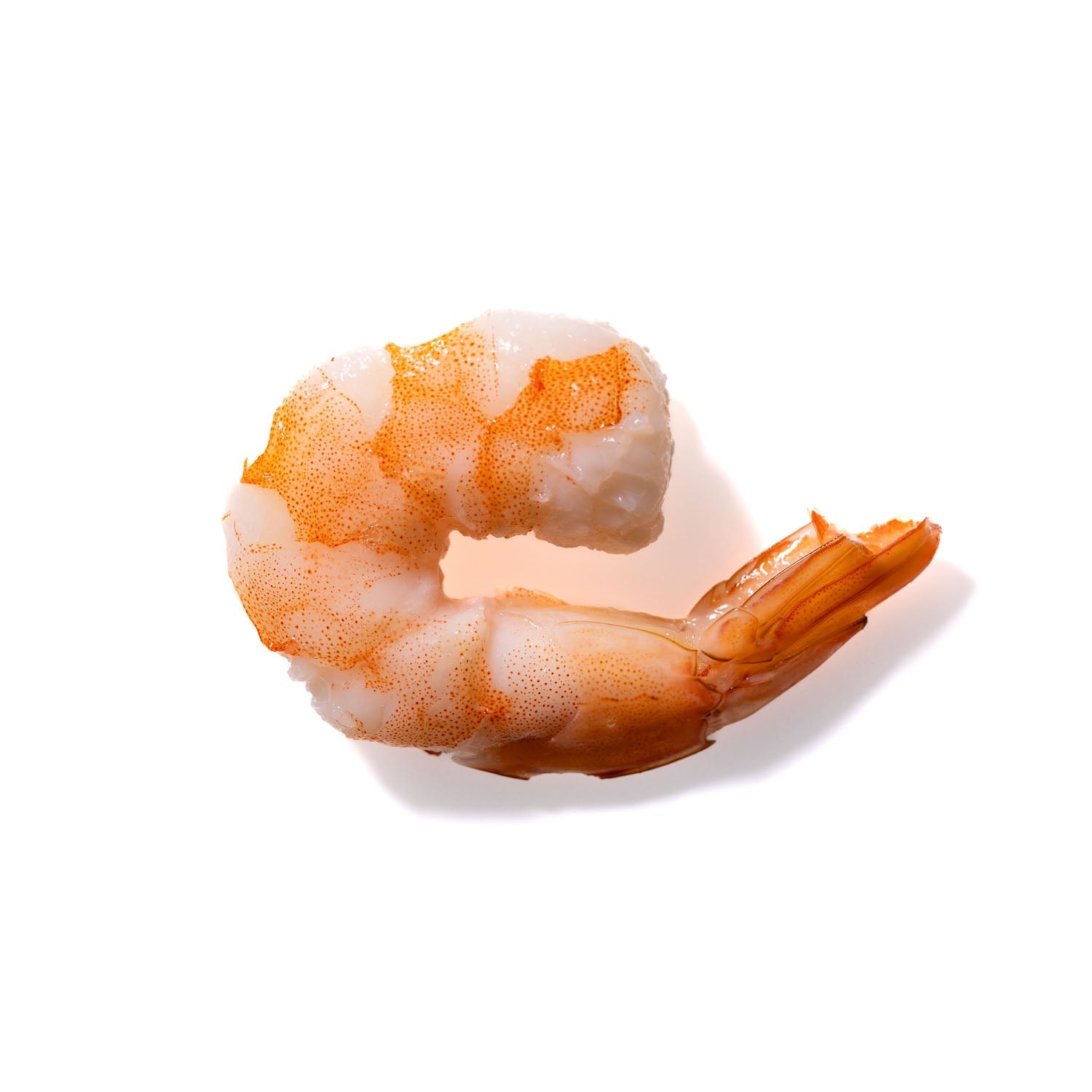 Shrimp No. 717