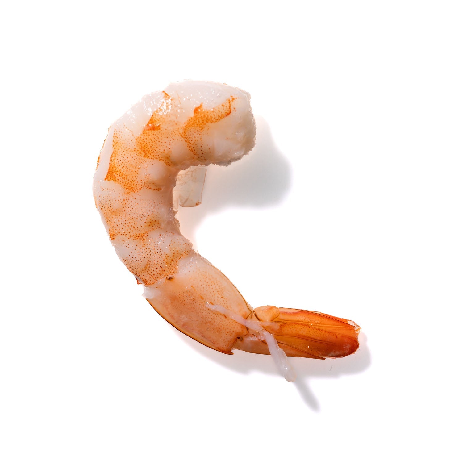 Shrimp No. 718