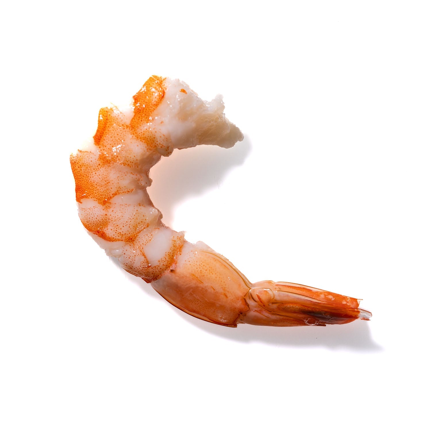 Shrimp No. 721