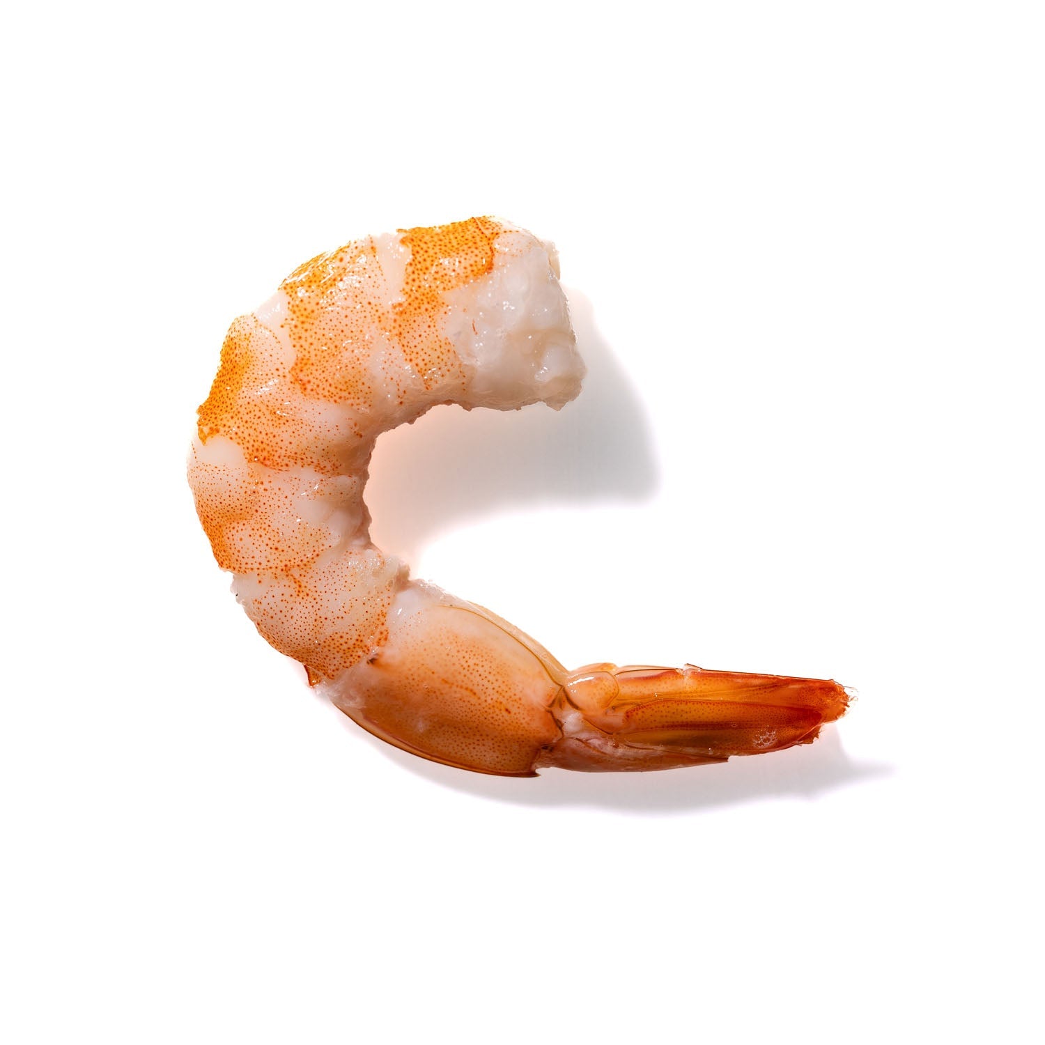 Shrimp No. 724