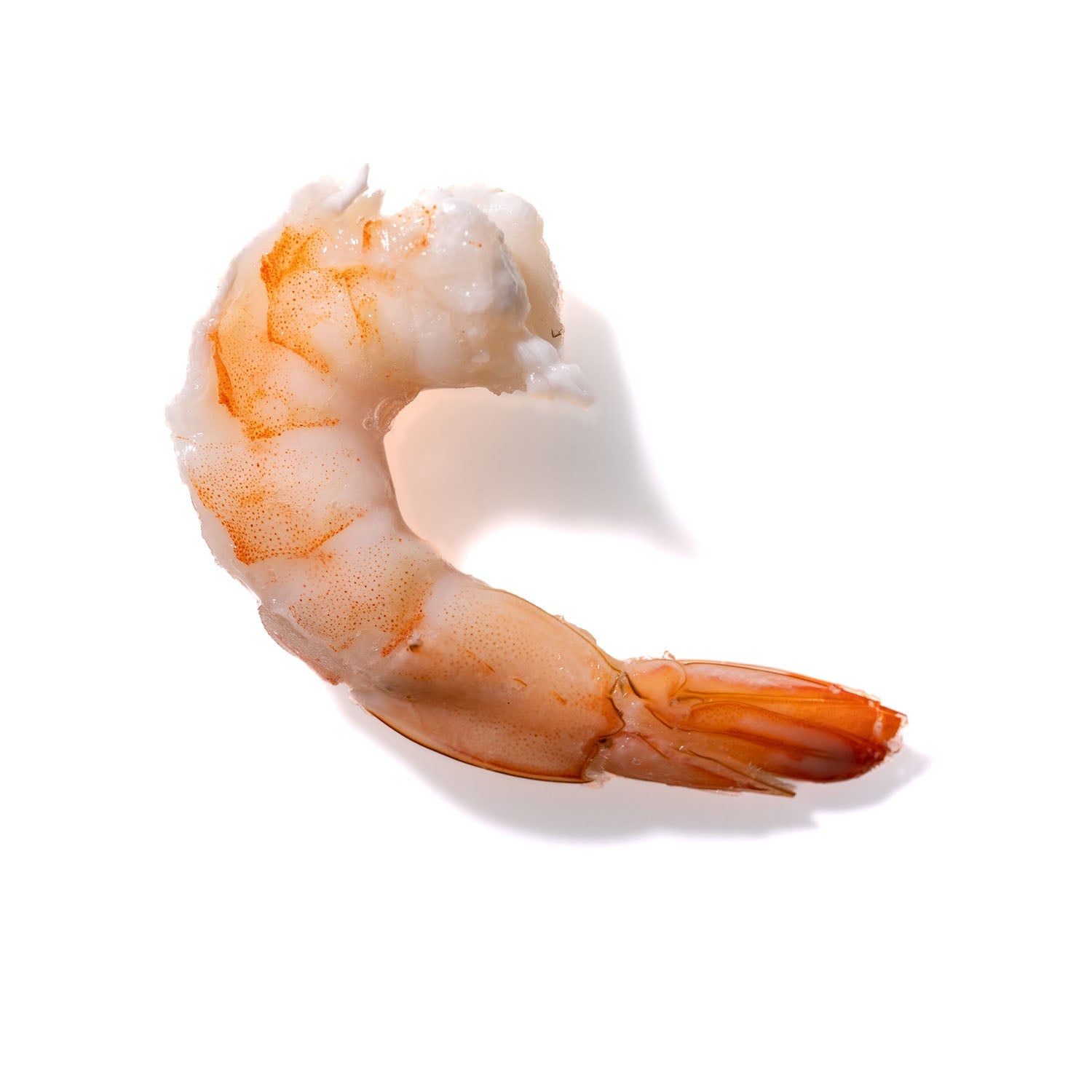 Shrimp No. 726