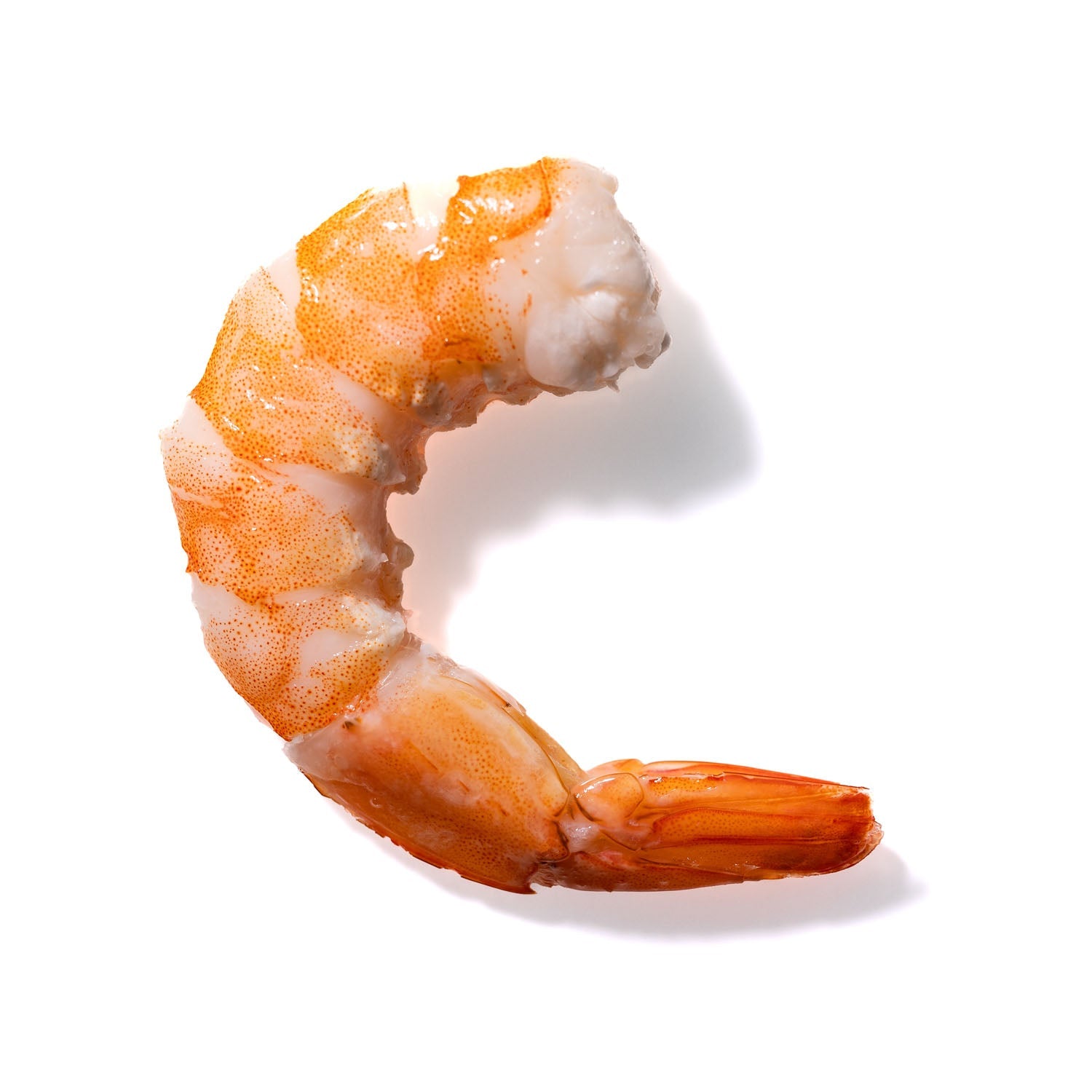 Shrimp No. 729