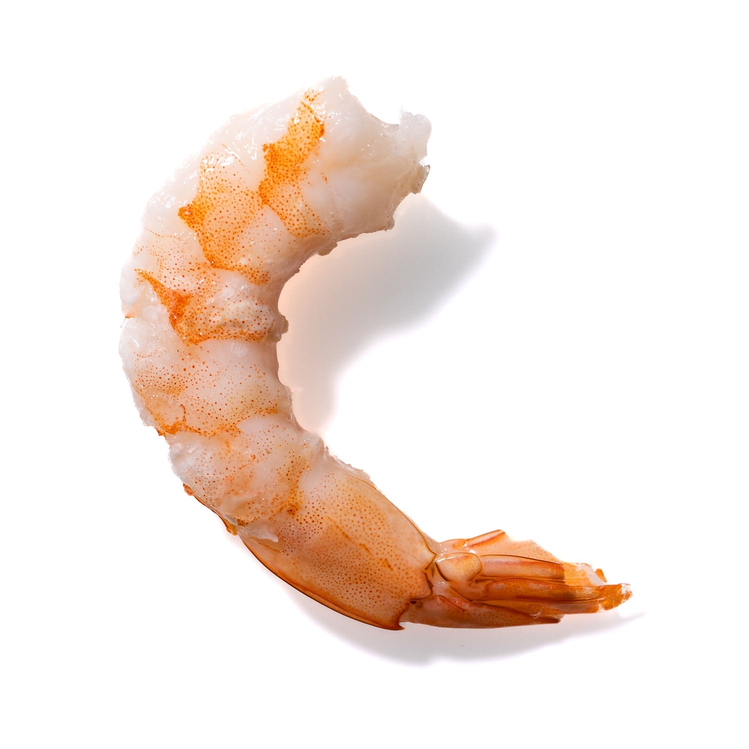 Shrimp No. 733