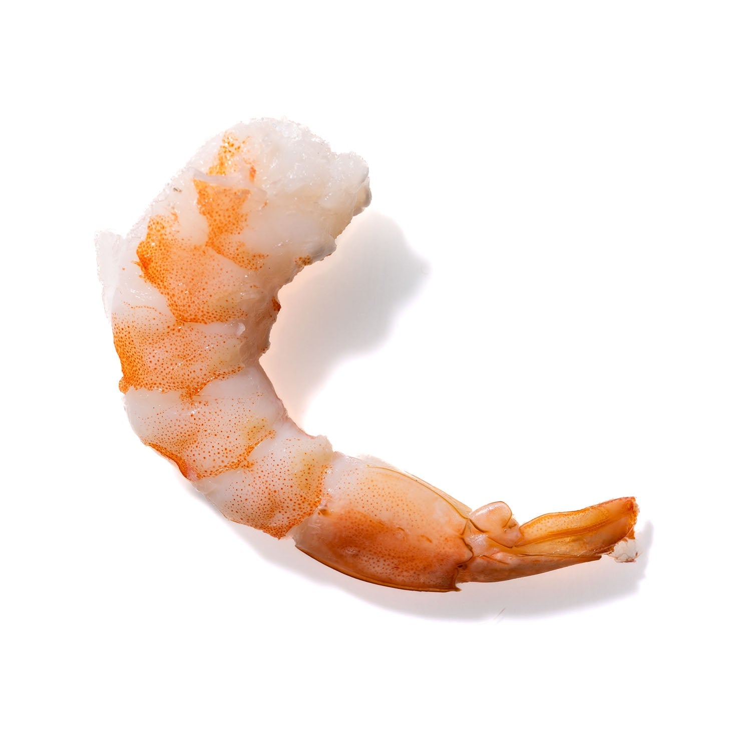 Shrimp No. 735