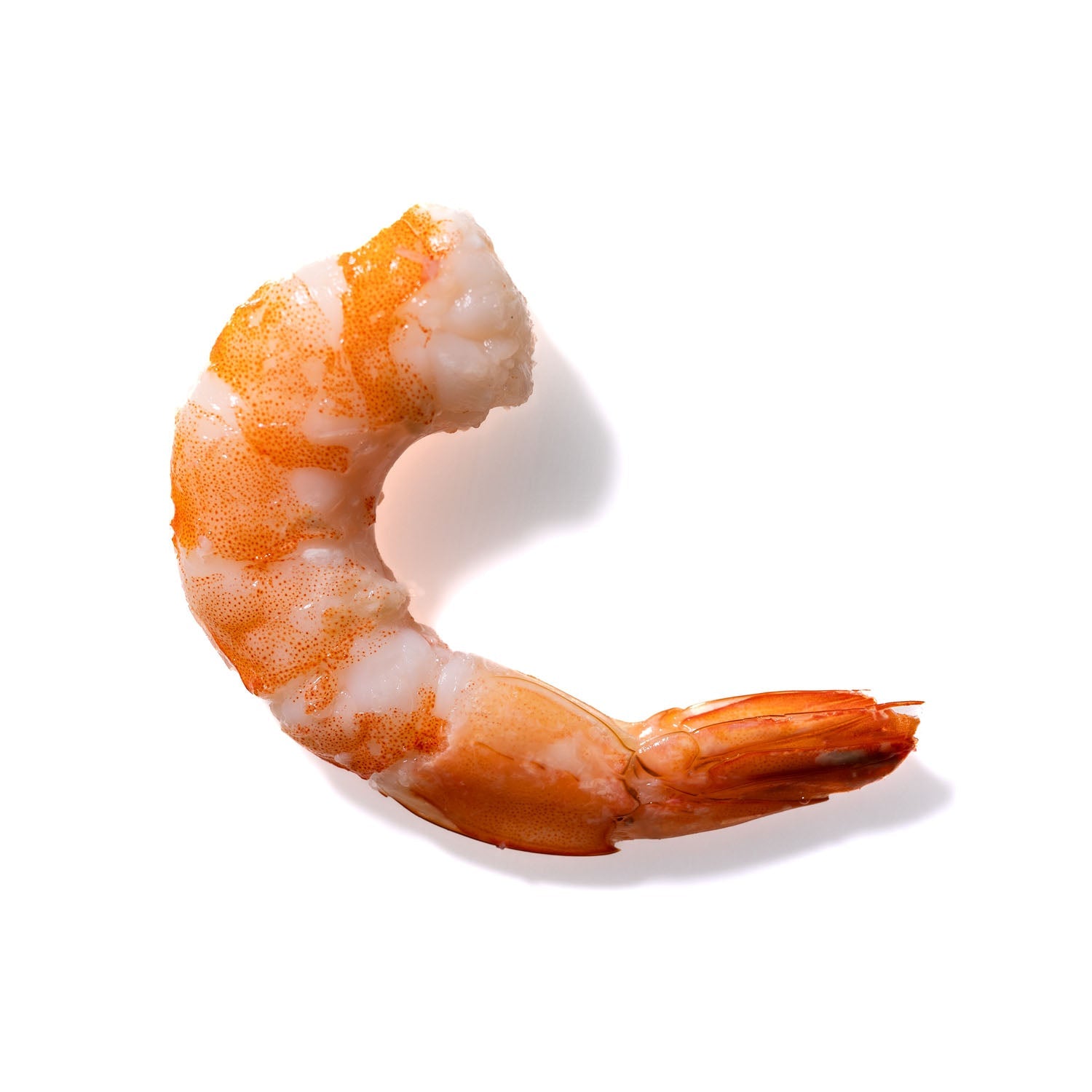 Shrimp No. 736