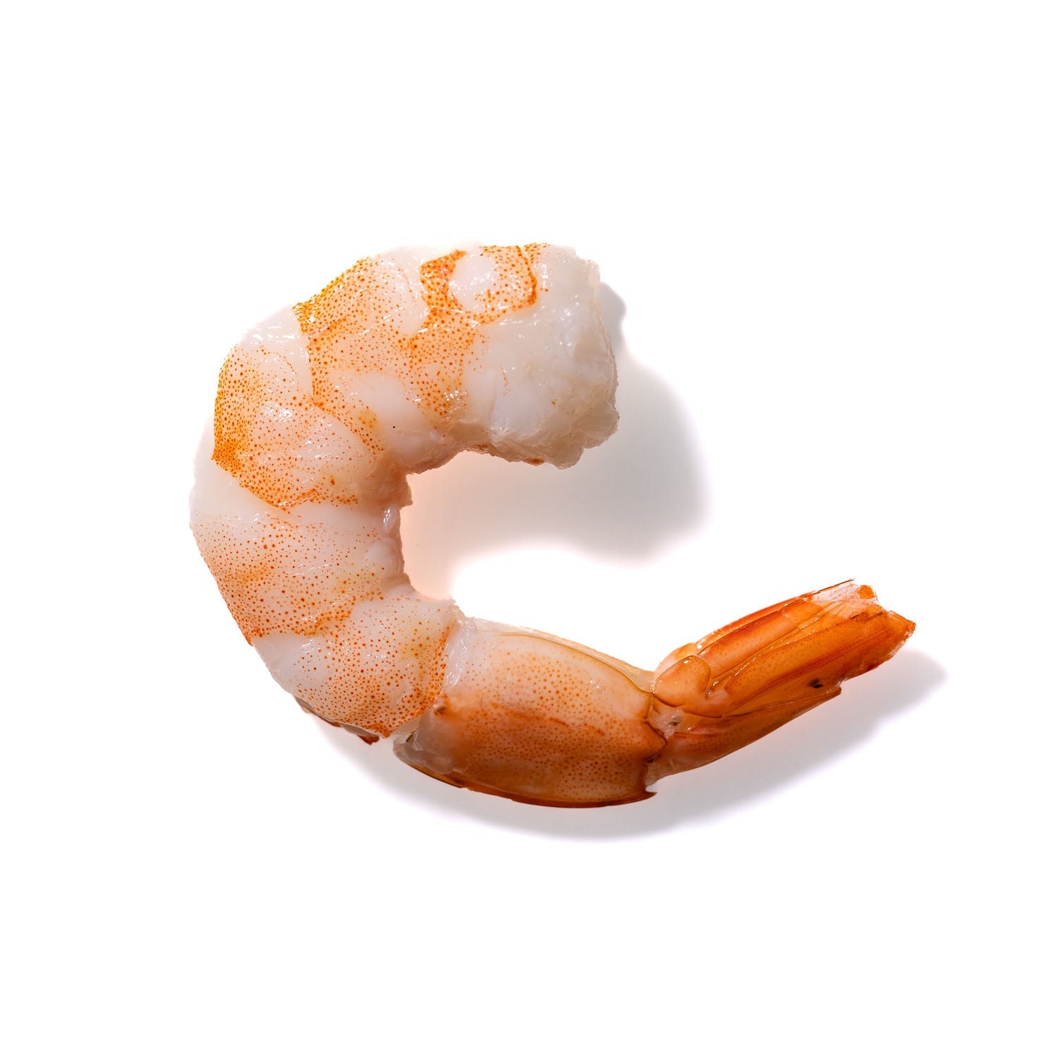 Shrimp No. 740