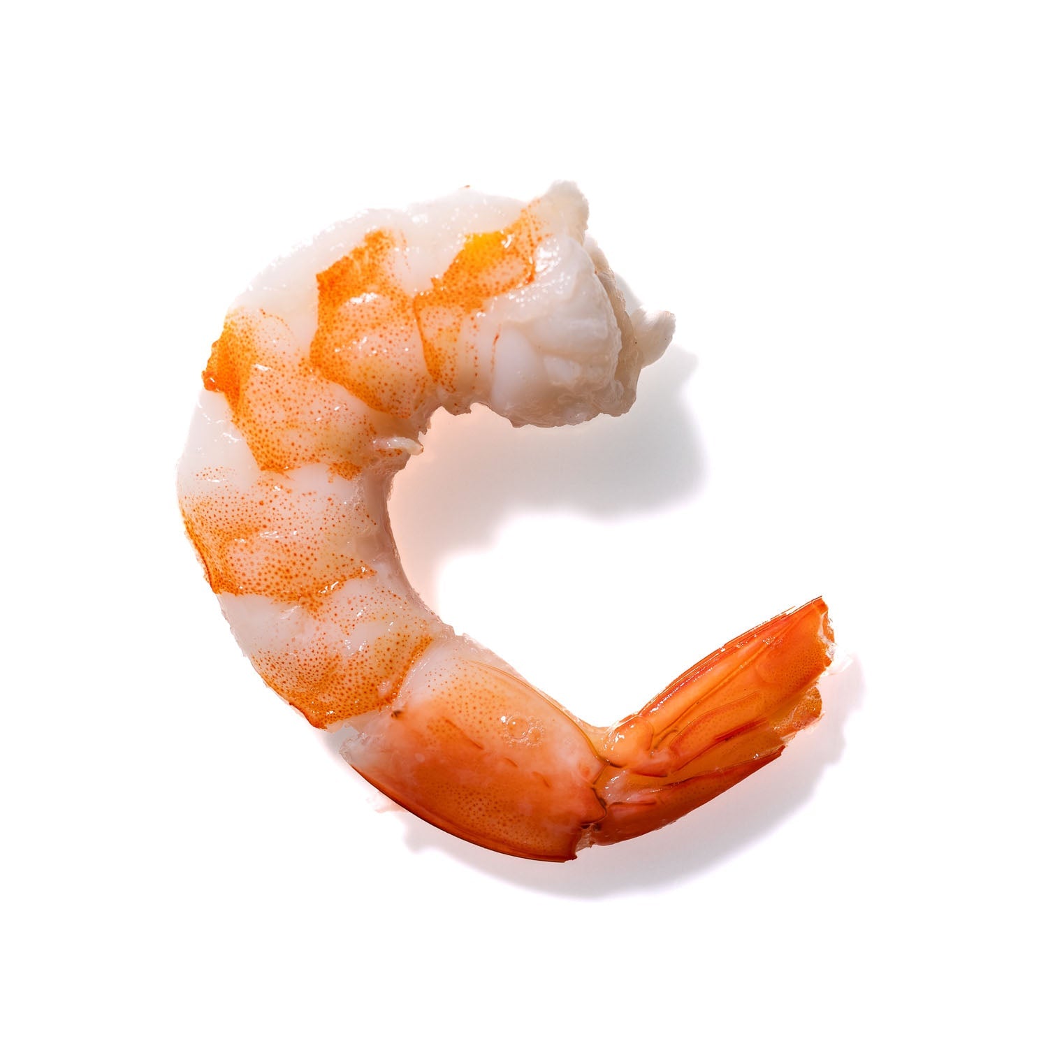 Shrimp No. 742