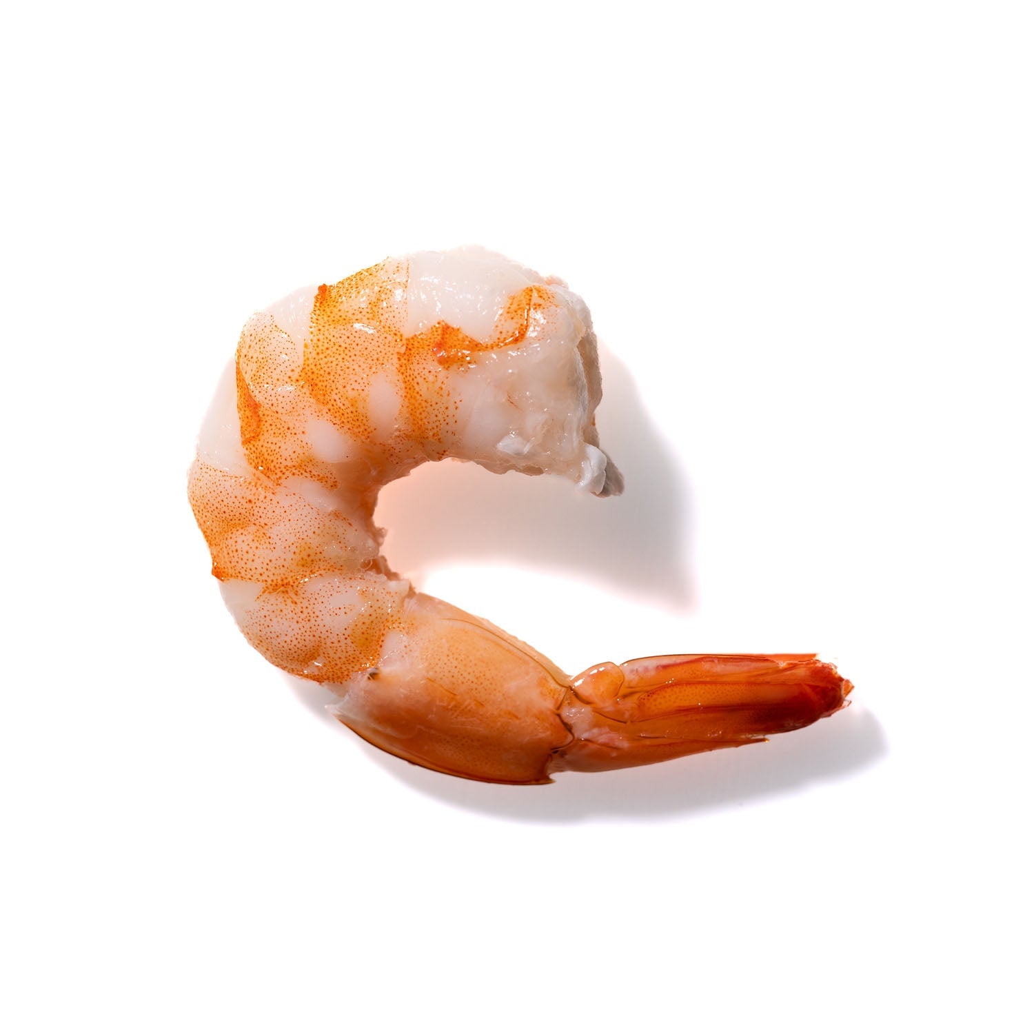 Shrimp No. 743