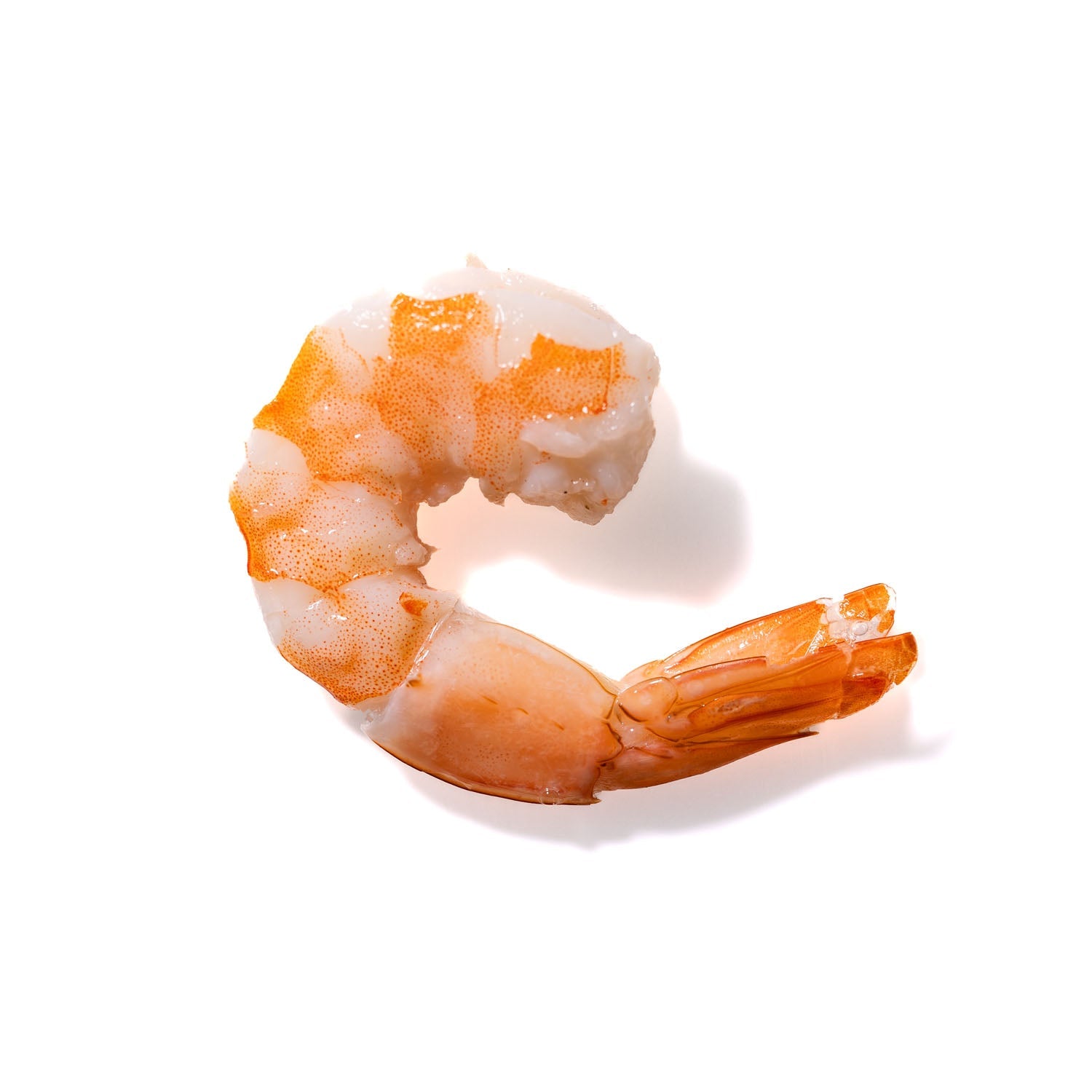 Shrimp No. 744