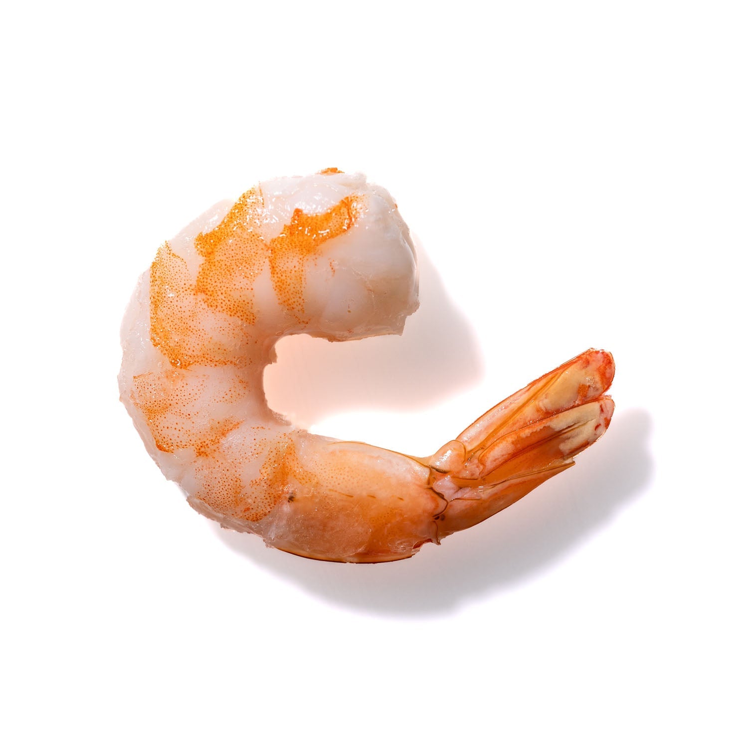 Shrimp No. 746