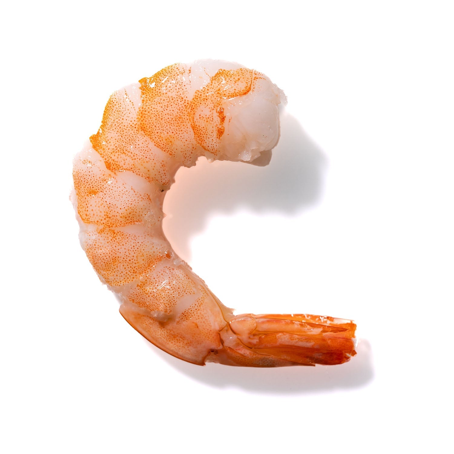 Shrimp No. 747