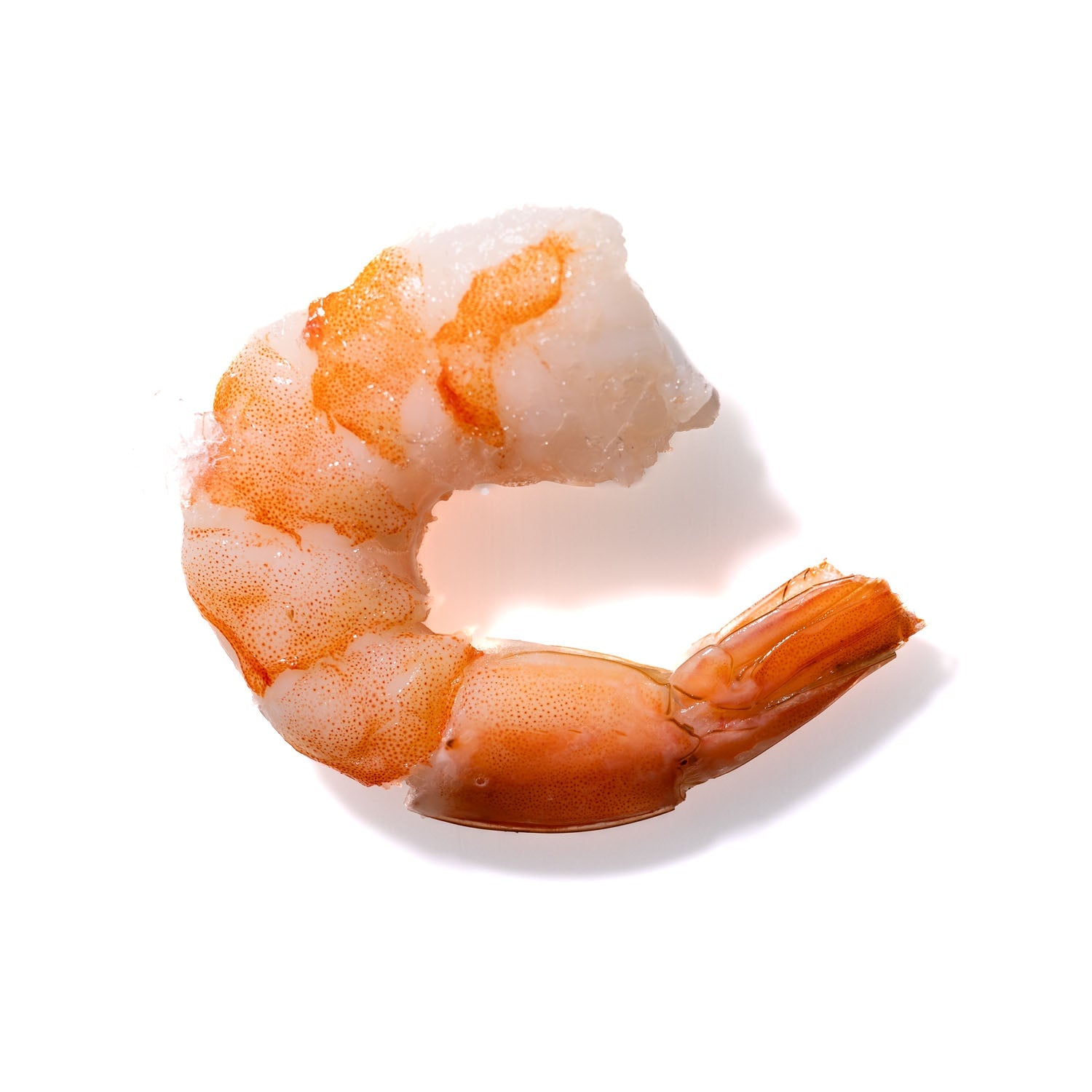 Shrimp No. 754