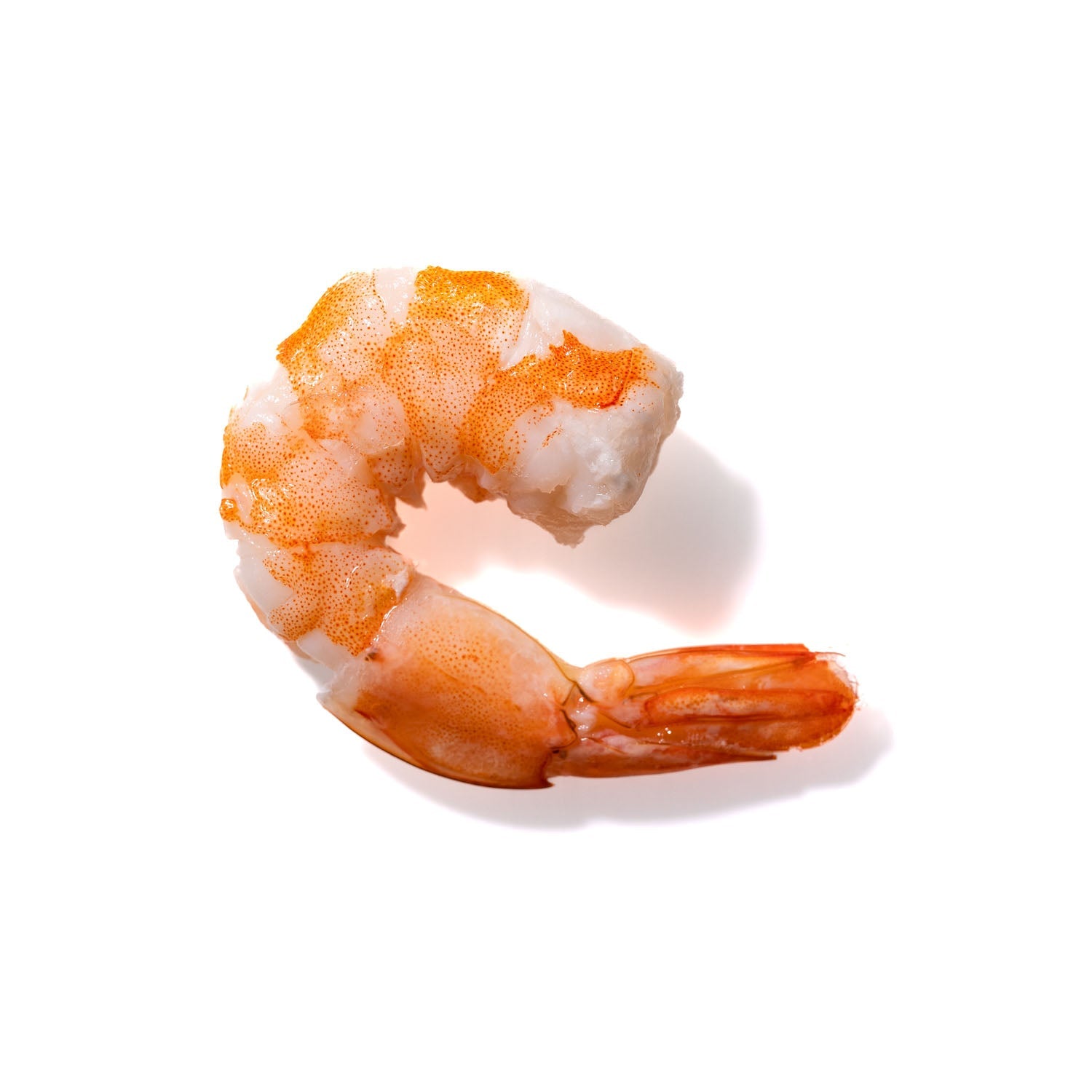 Shrimp No. 755