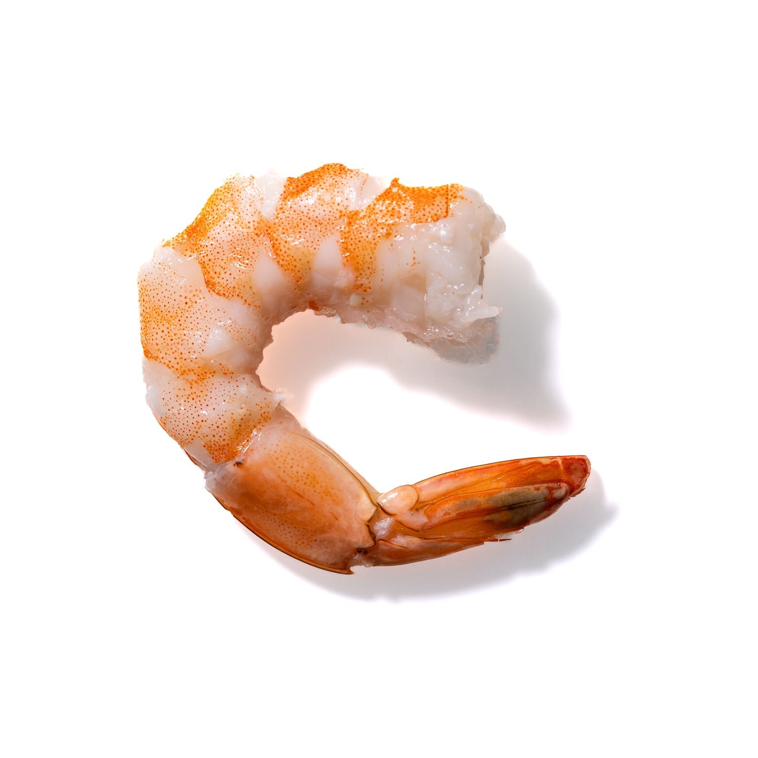 Shrimp No. 756