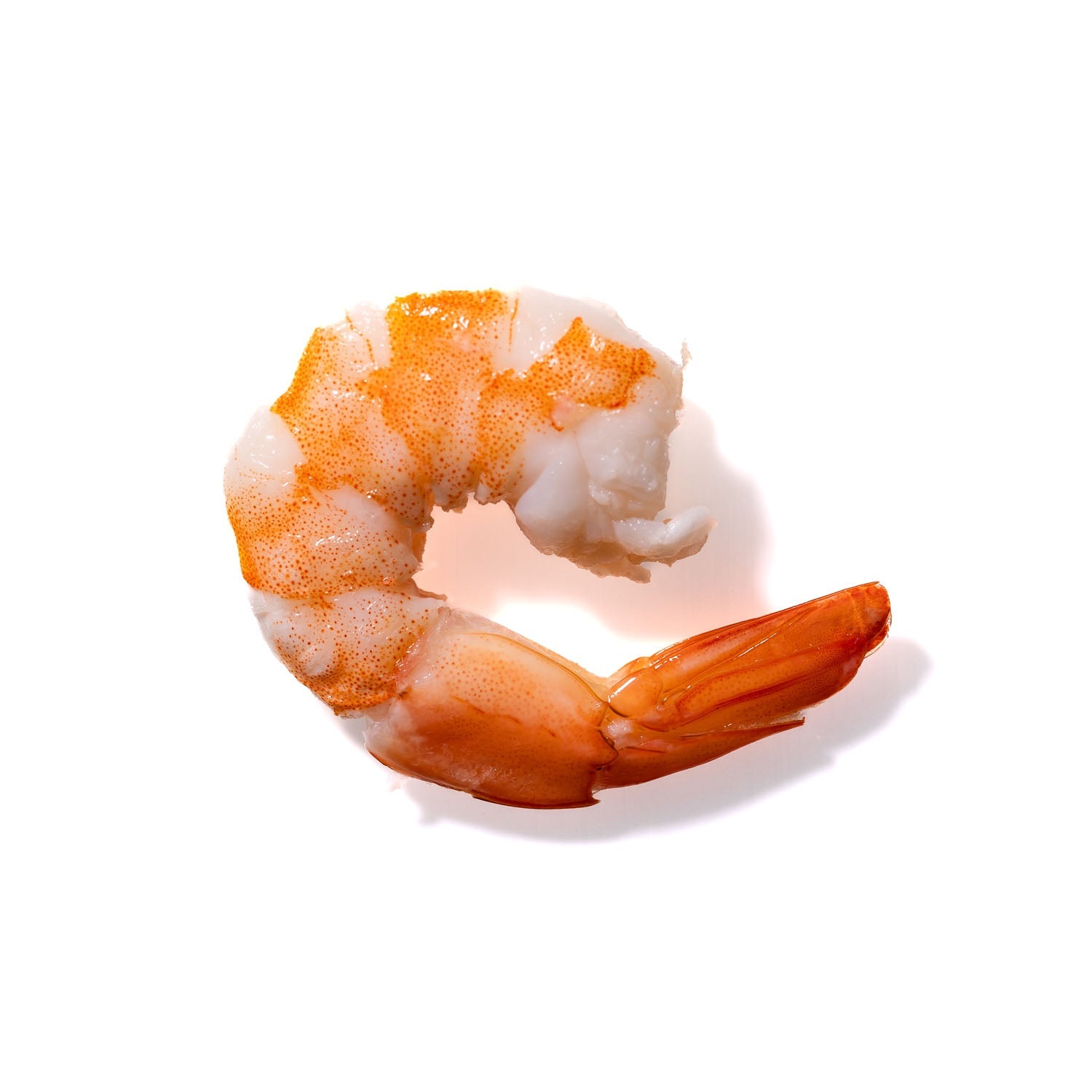 Shrimp No. 760