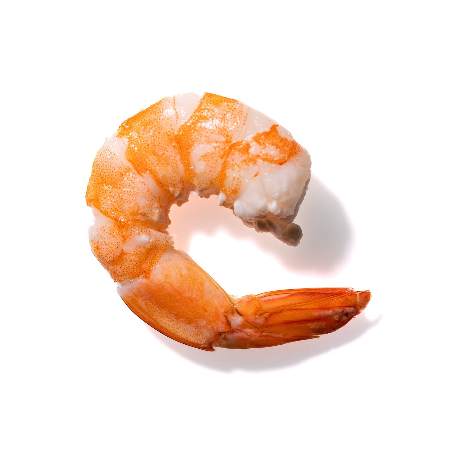 Shrimp No. 761