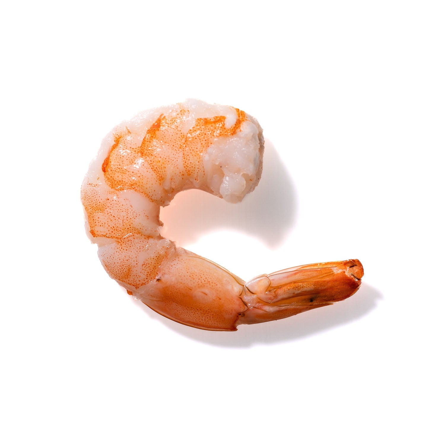 Shrimp No. 762