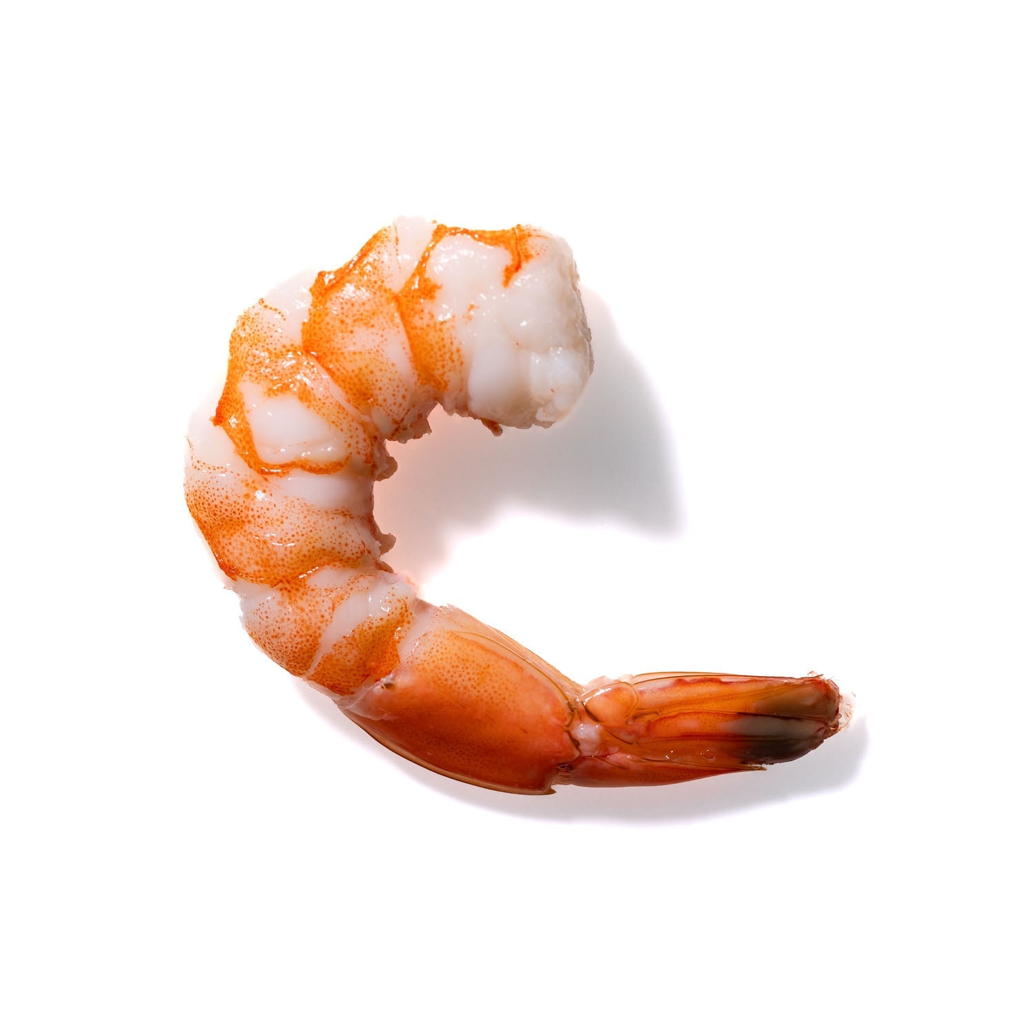 Shrimp No. 763