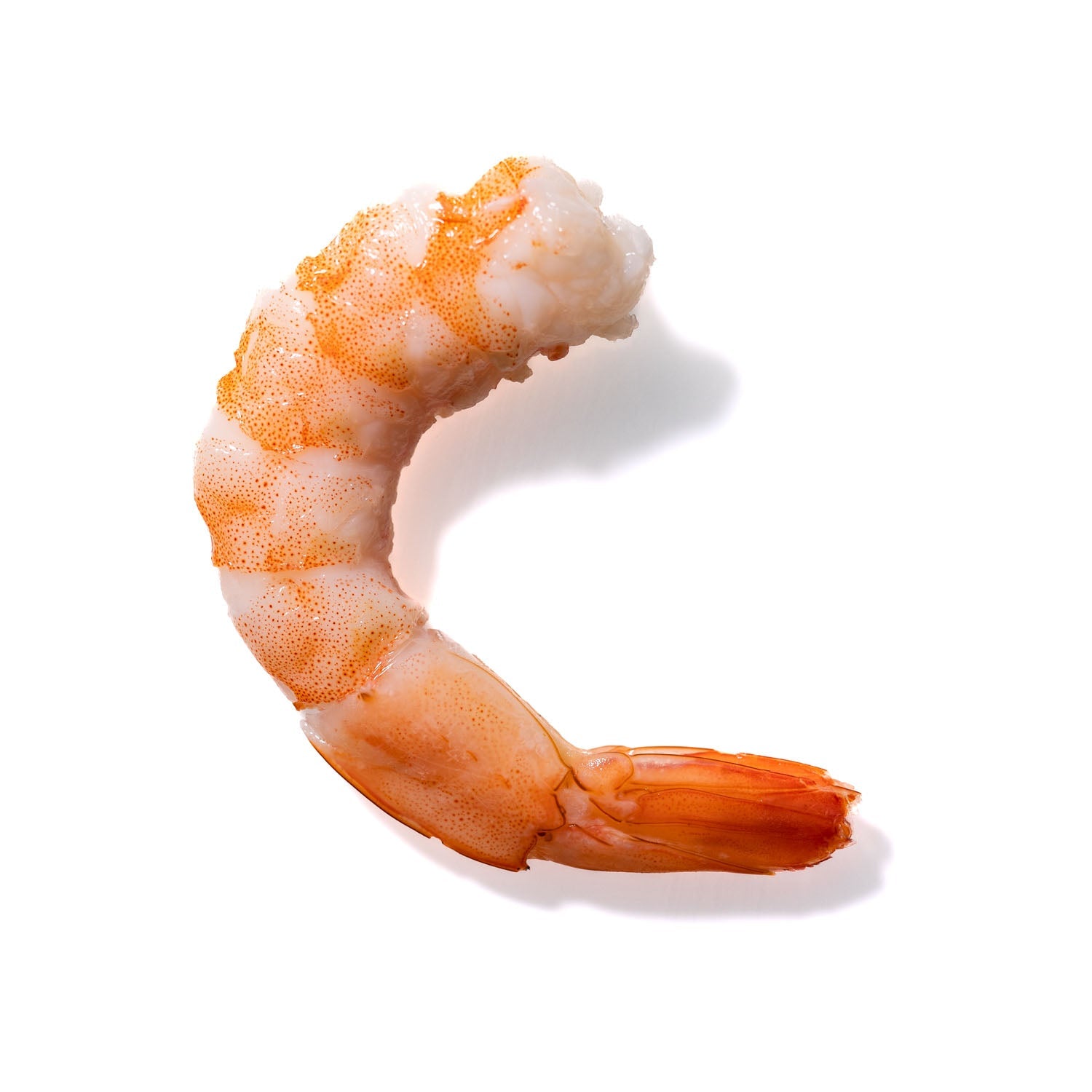 Shrimp No. 764