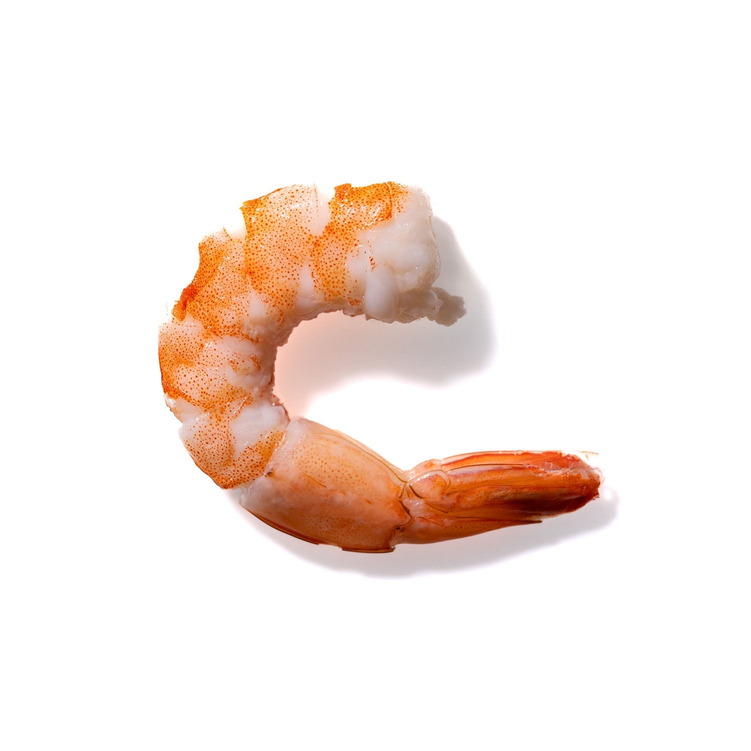 Shrimp No. 768