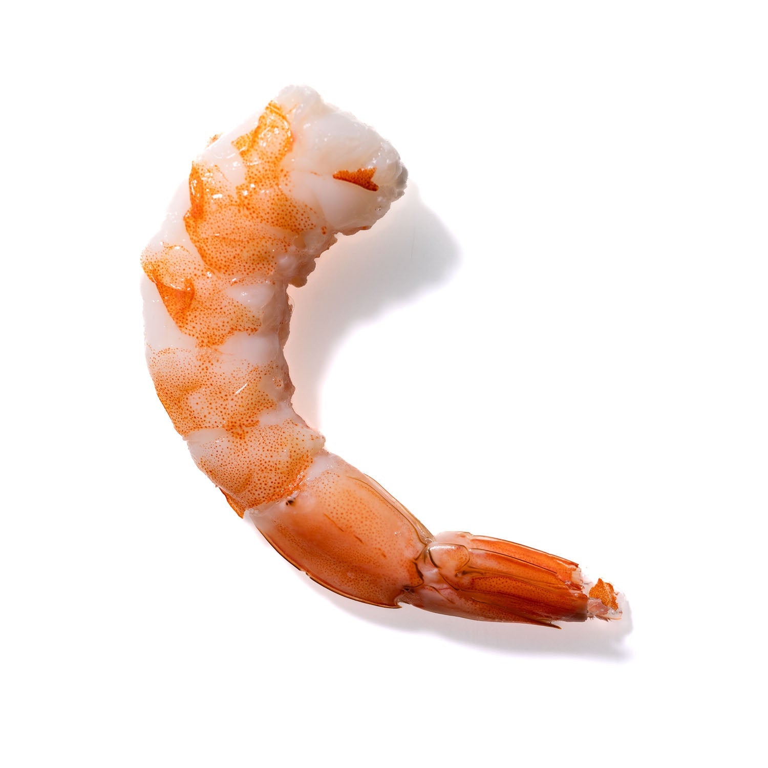 Shrimp No. 771