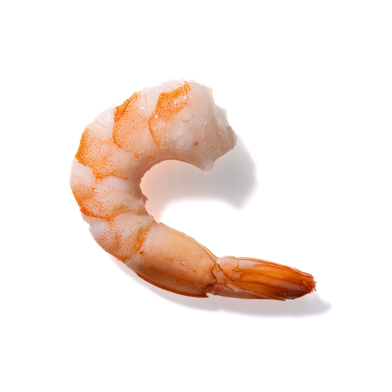 Shrimp No. 772